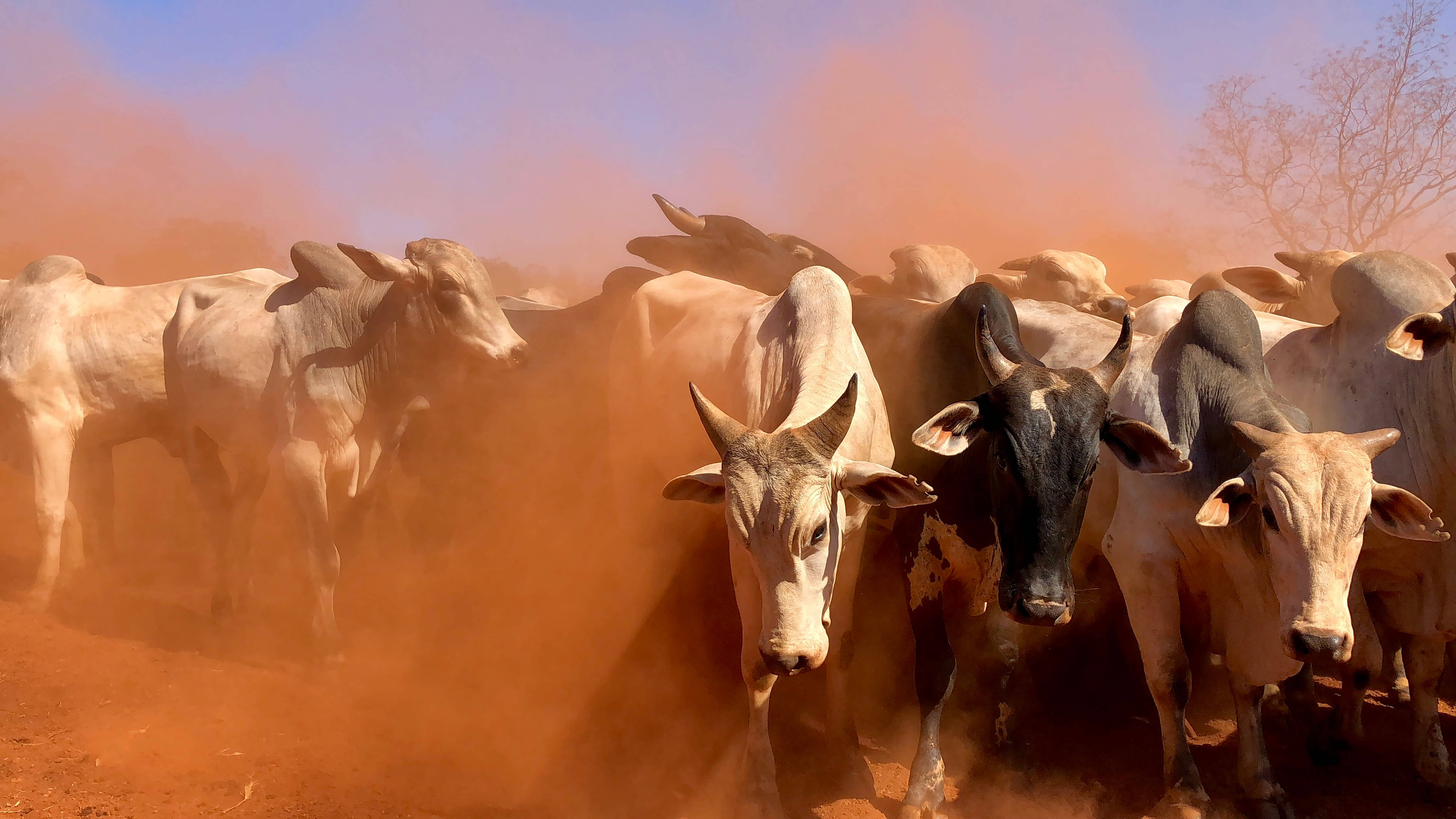 Jallikattu, cattle, red dust, 5K Desktop Wallpaper