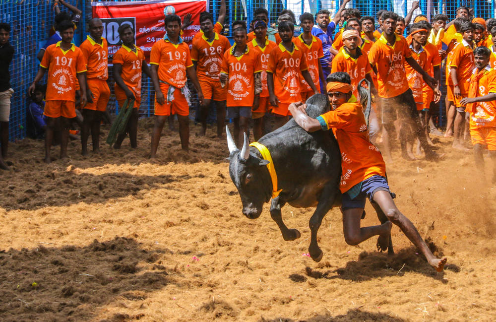 Jallikattu, harvest festival, orange jersey, SD Desktop Wallpaper