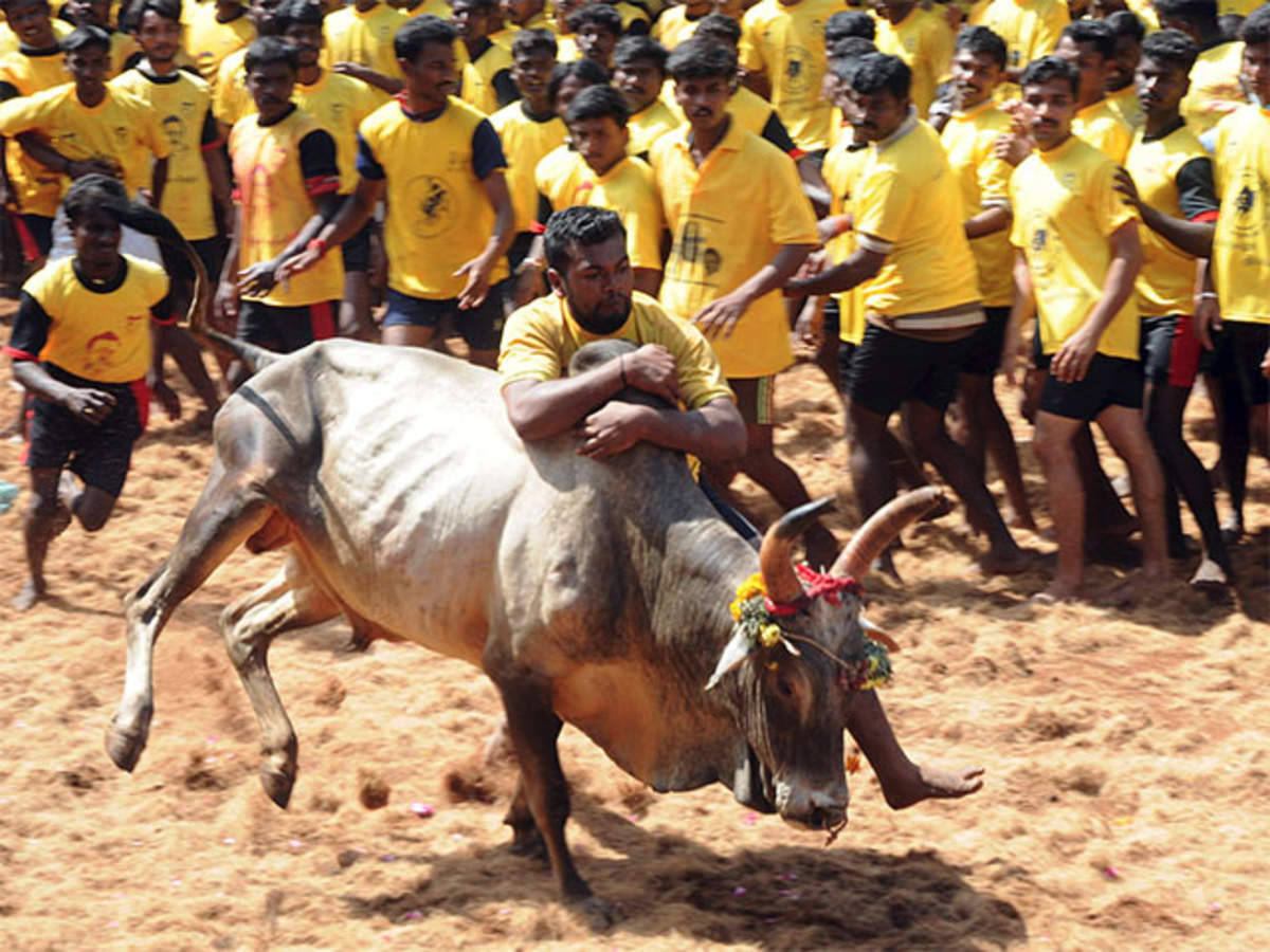 Jallikattu, bull taming festival, decorated bull, SD Desktop Wallpaper