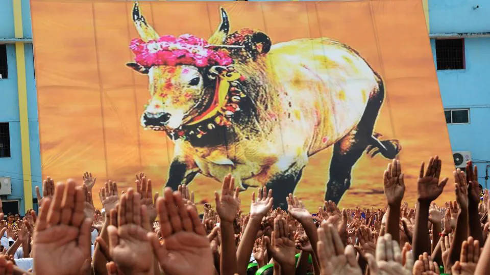 Jallikattu, bull, pink flowers, SD Desktop Wallpaper