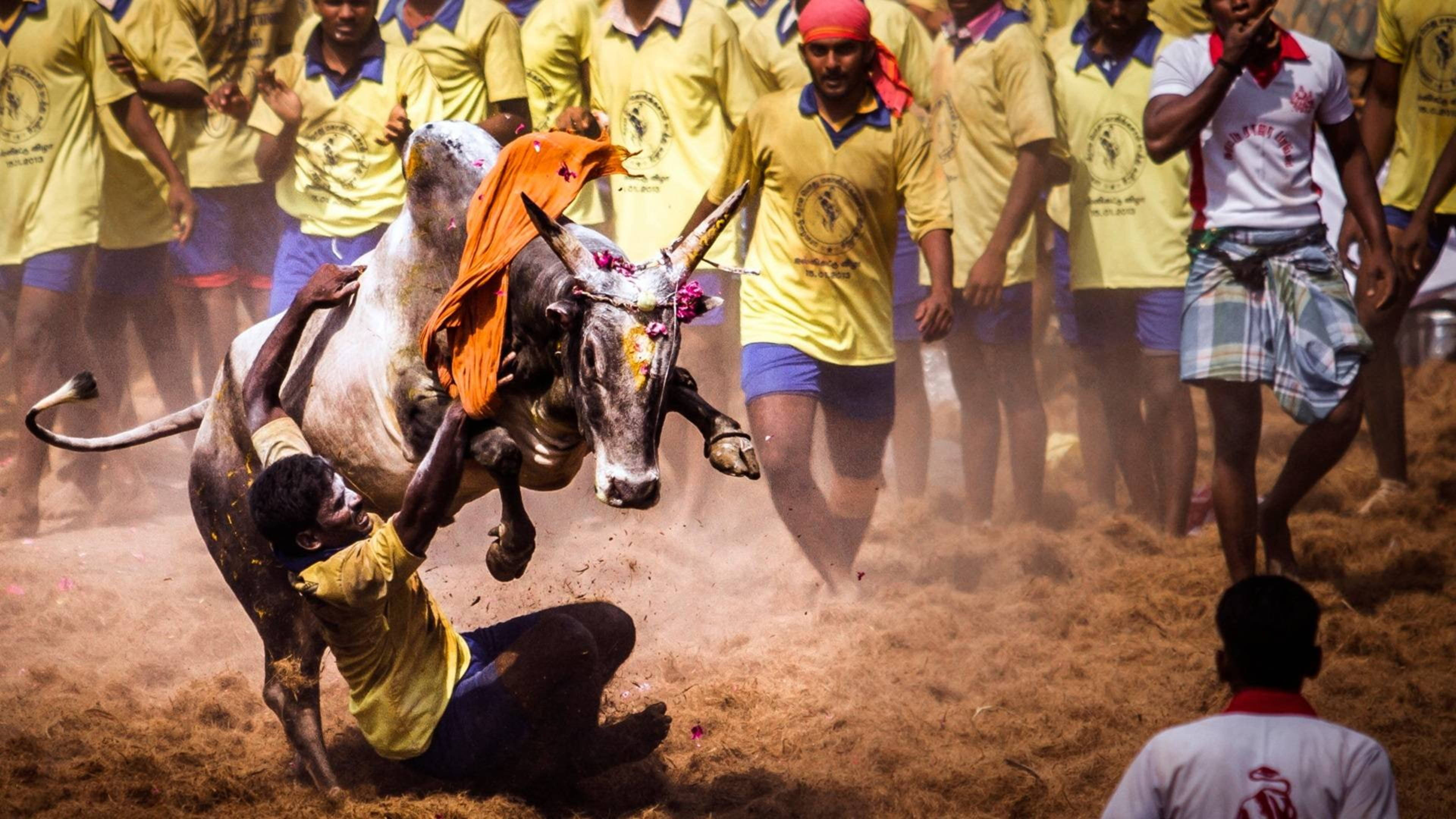 Jallikattu, bull, man, 4K Desktop Wallpaper