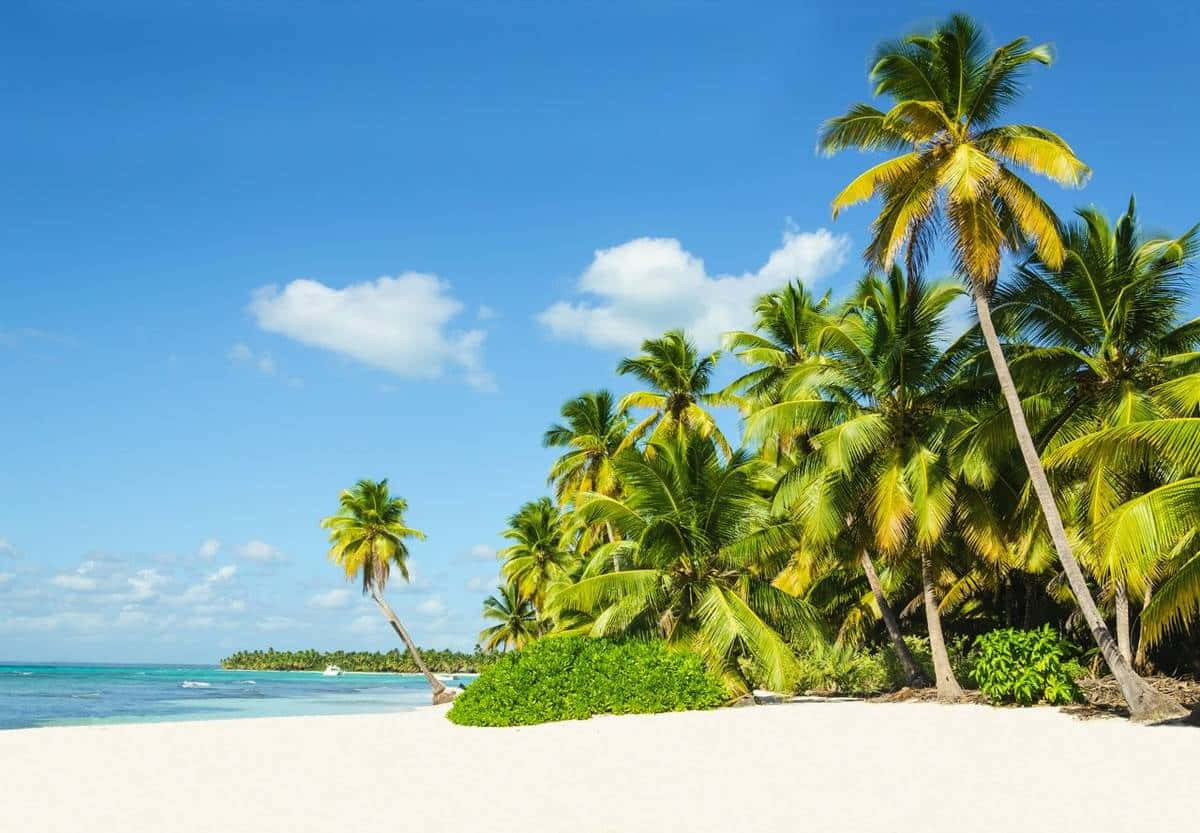 Jamaican Beach, white sand, palm trees, SD Desktop Wallpaper