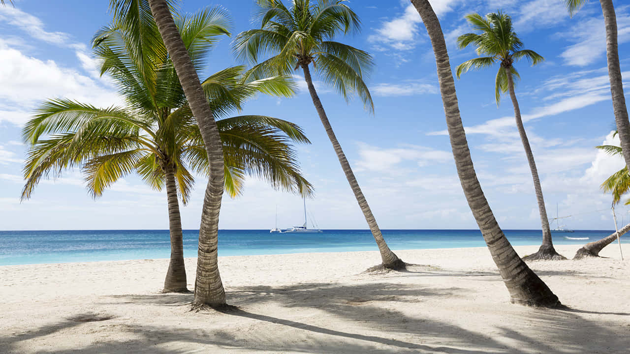 Jamaican Beach, palm trees, white sand beach, HD Desktop Wallpaper