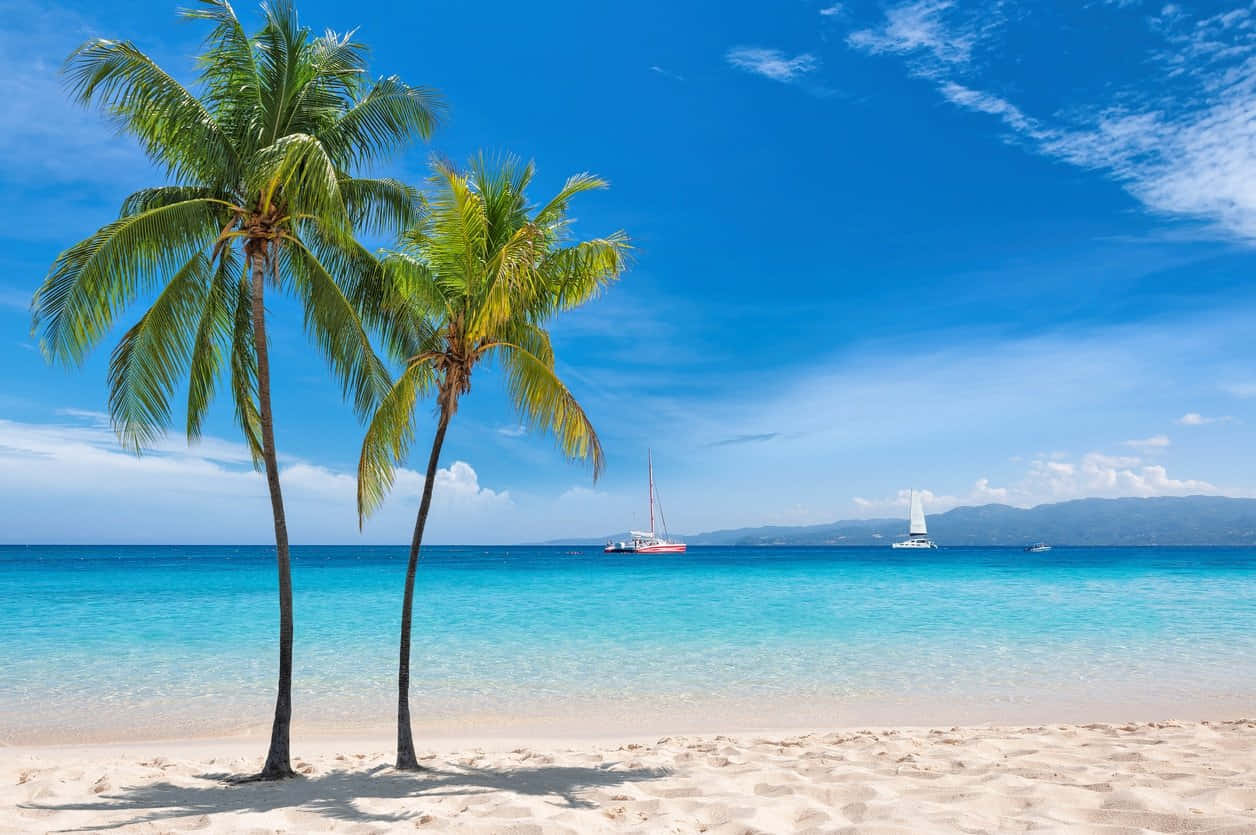 Jamaican Island, palm trees, white sand beach, SD Desktop Wallpaper