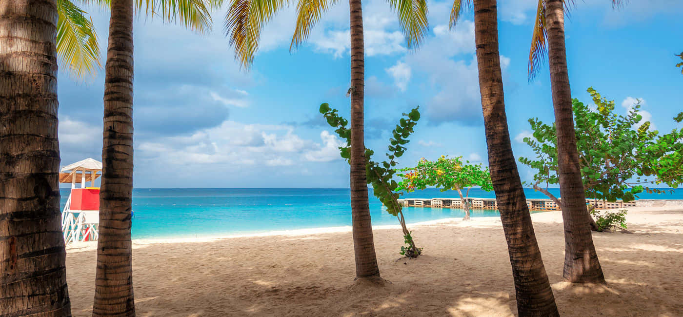 Jamaican Island, tropical beach, palm trees, HD Desktop Wallpaper