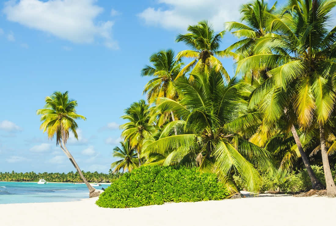 Jamaican Island, white sand beach, lush palm trees, SD Desktop Wallpaper