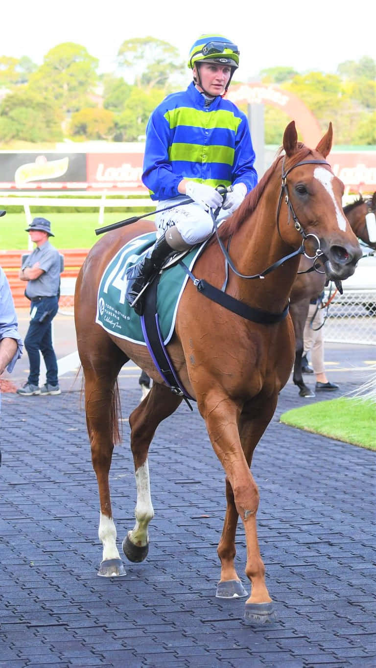Jamie Kah, blue and green stripes, chestnut racehorse, HD Phone Wallpaper