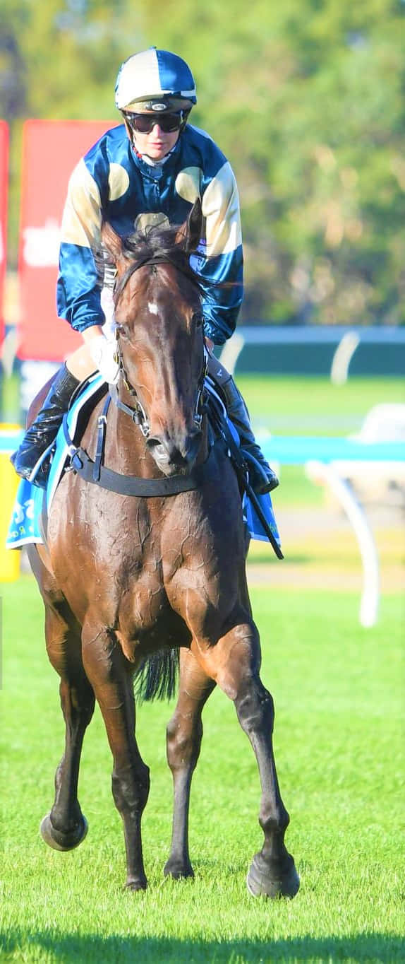 Jamie Kah, blue and cream silks, brown racehorse, HD Phone Wallpaper