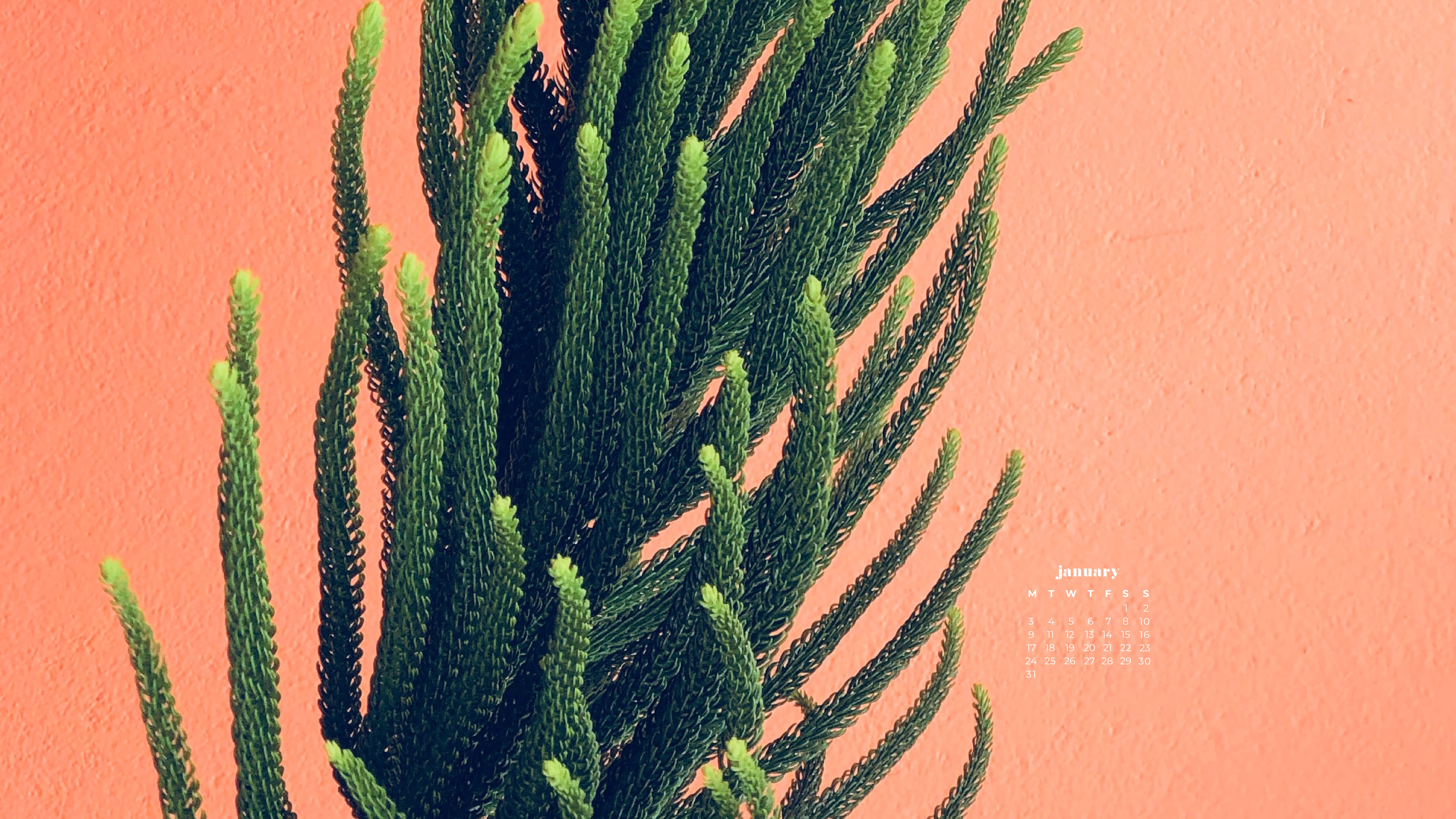 Norfolk pine, textured coral wall, January calendar overlay, 5K Desktop Wallpaper
