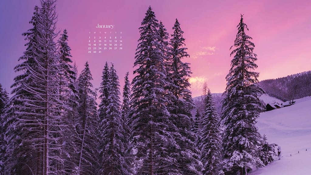 January calendar overlay, vibrant pink and purple winter sunset sky, snow-covered pine trees, SD Desktop Wallpaper