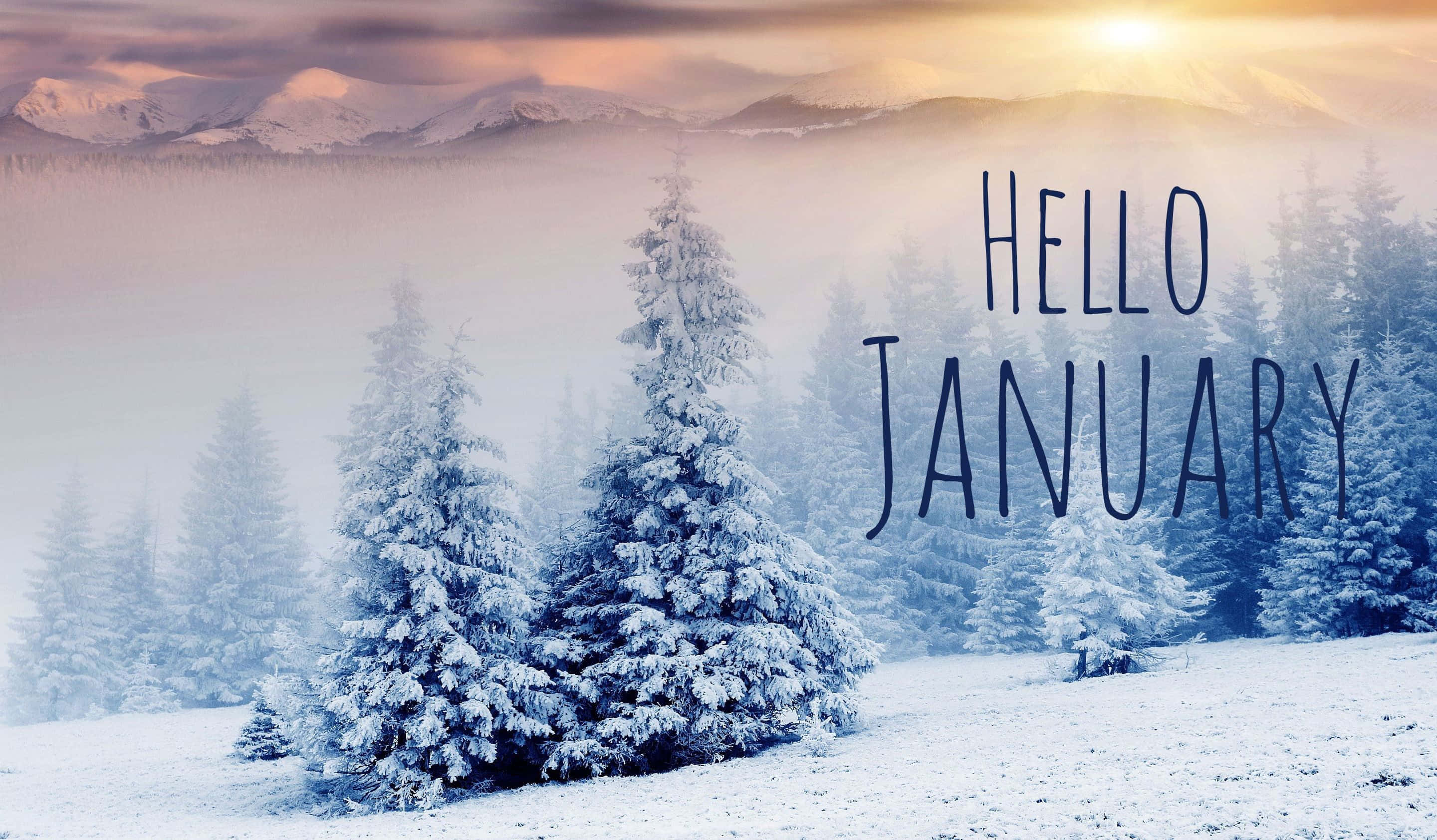 hello january, snow-covered pine trees, misty winter valley, 2K Desktop Wallpaper