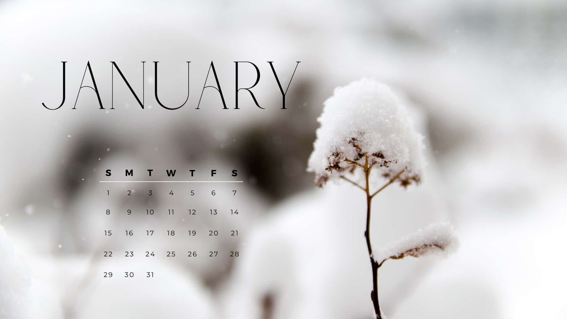 January, snowy winter scene, frost-covered plant, Full HD Desktop Wallpaper