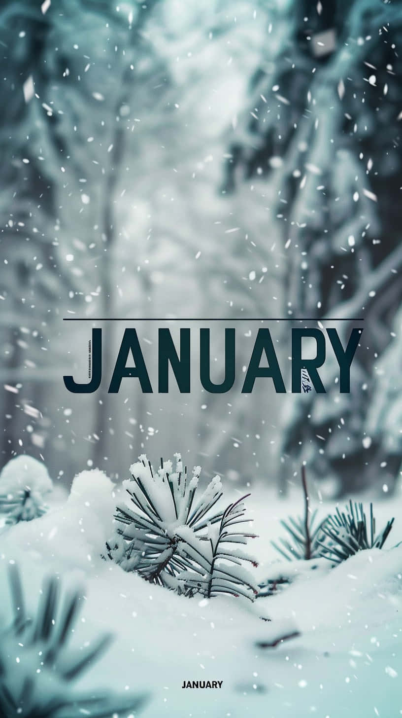 January, snowflakes, frosty pine forest, HD Phone Wallpaper