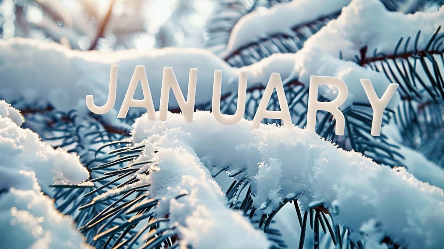 January, snow-covered evergreen branches, soft winter sunlight, HD Desktop Wallpaper