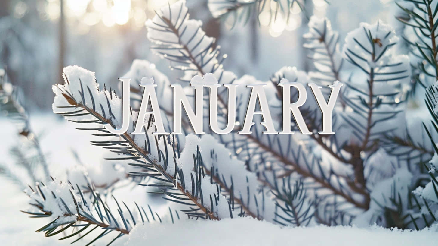 January, snow-covered evergreen branches, soft winter forest backdrop, HD Desktop Wallpaper