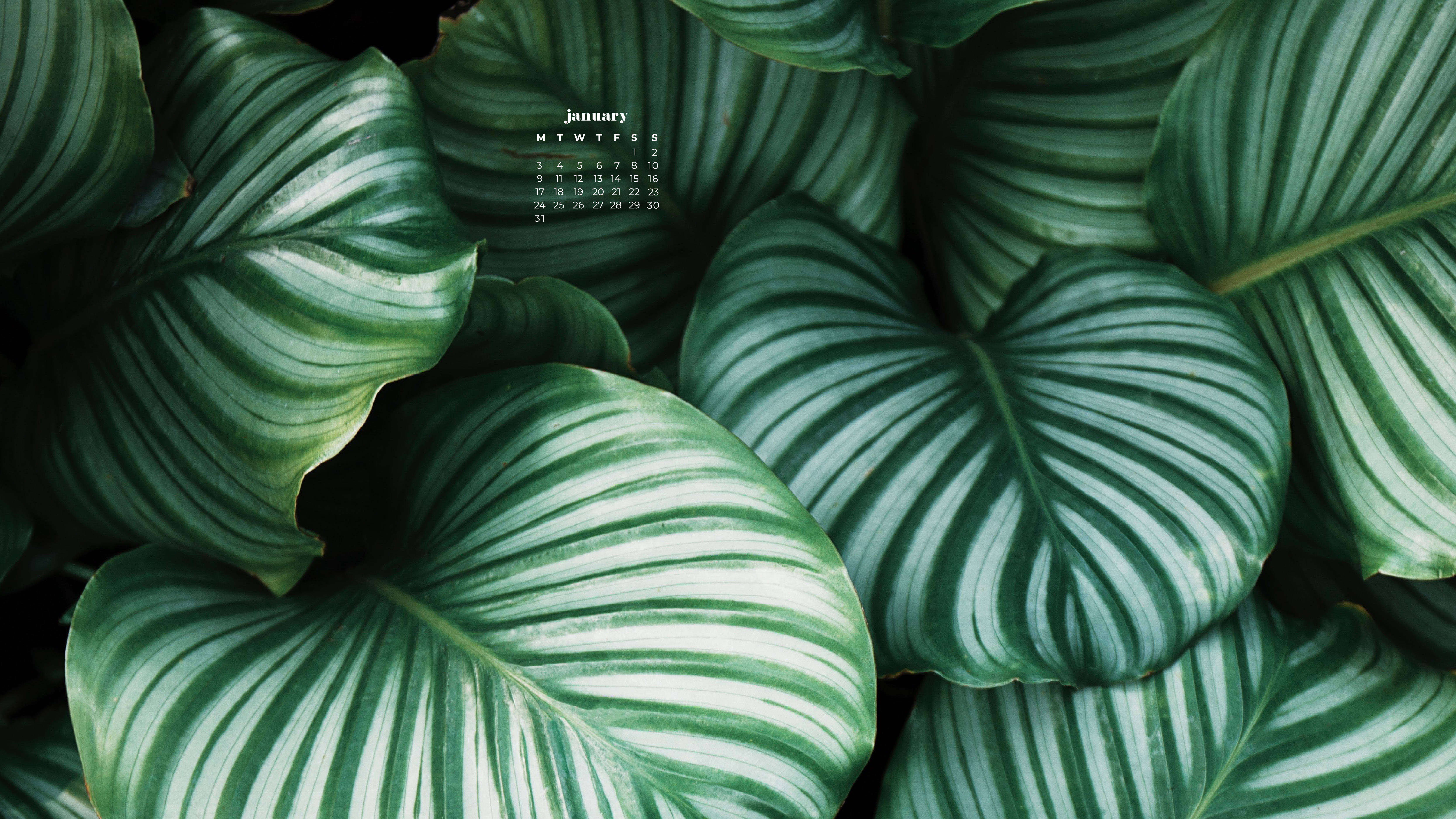 January 2022 Calendar, lush green leaves, white veins, 5K Desktop Wallpaper