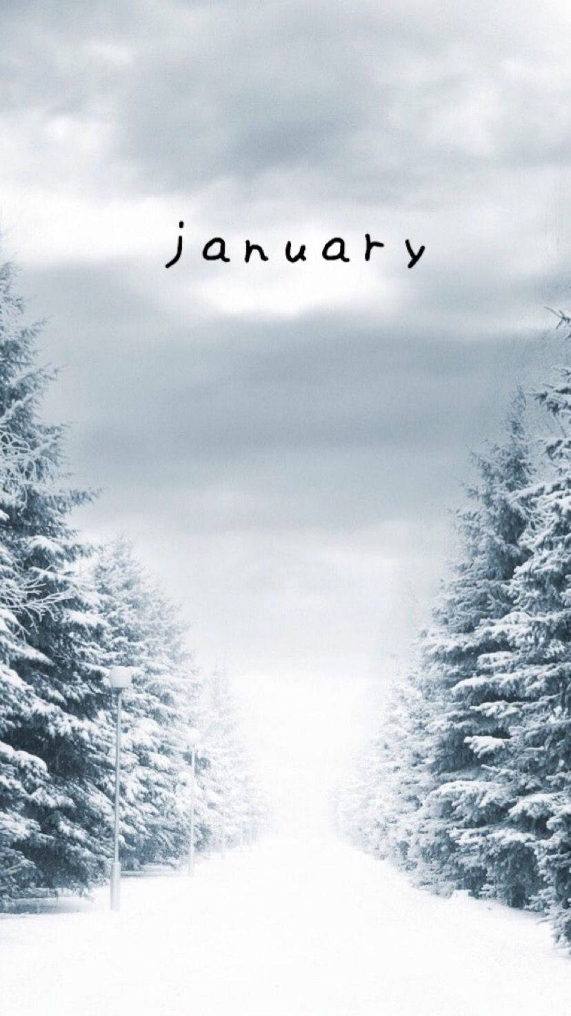 January, snow-covered road, dense forest of evergreens, HD Phone Wallpaper