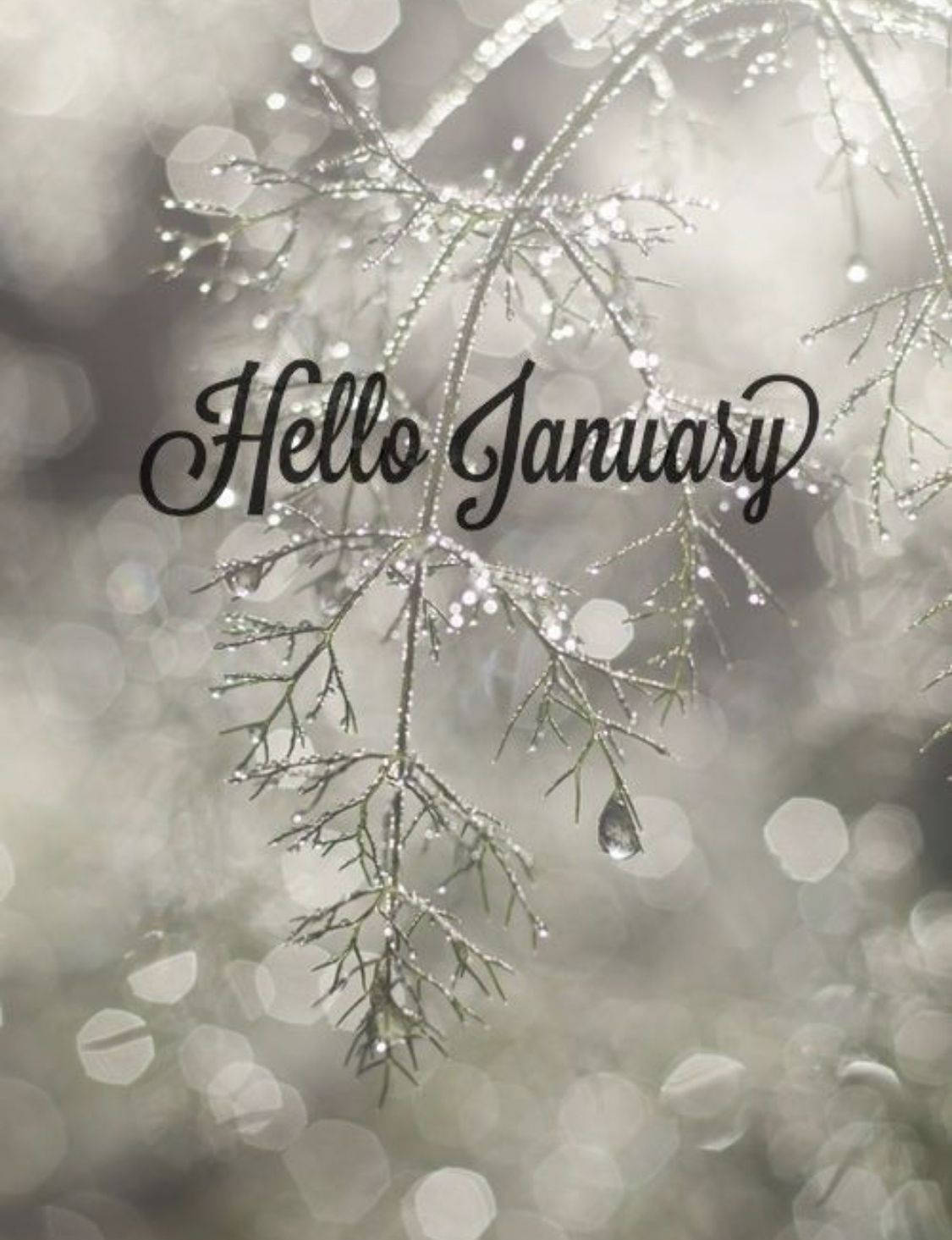 Hello January, bokeh style, frosty evergreen branches, HD Phone Wallpaper