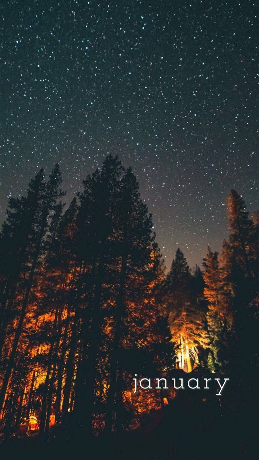 January, starry night sky, towering pine trees, HD Phone Wallpaper