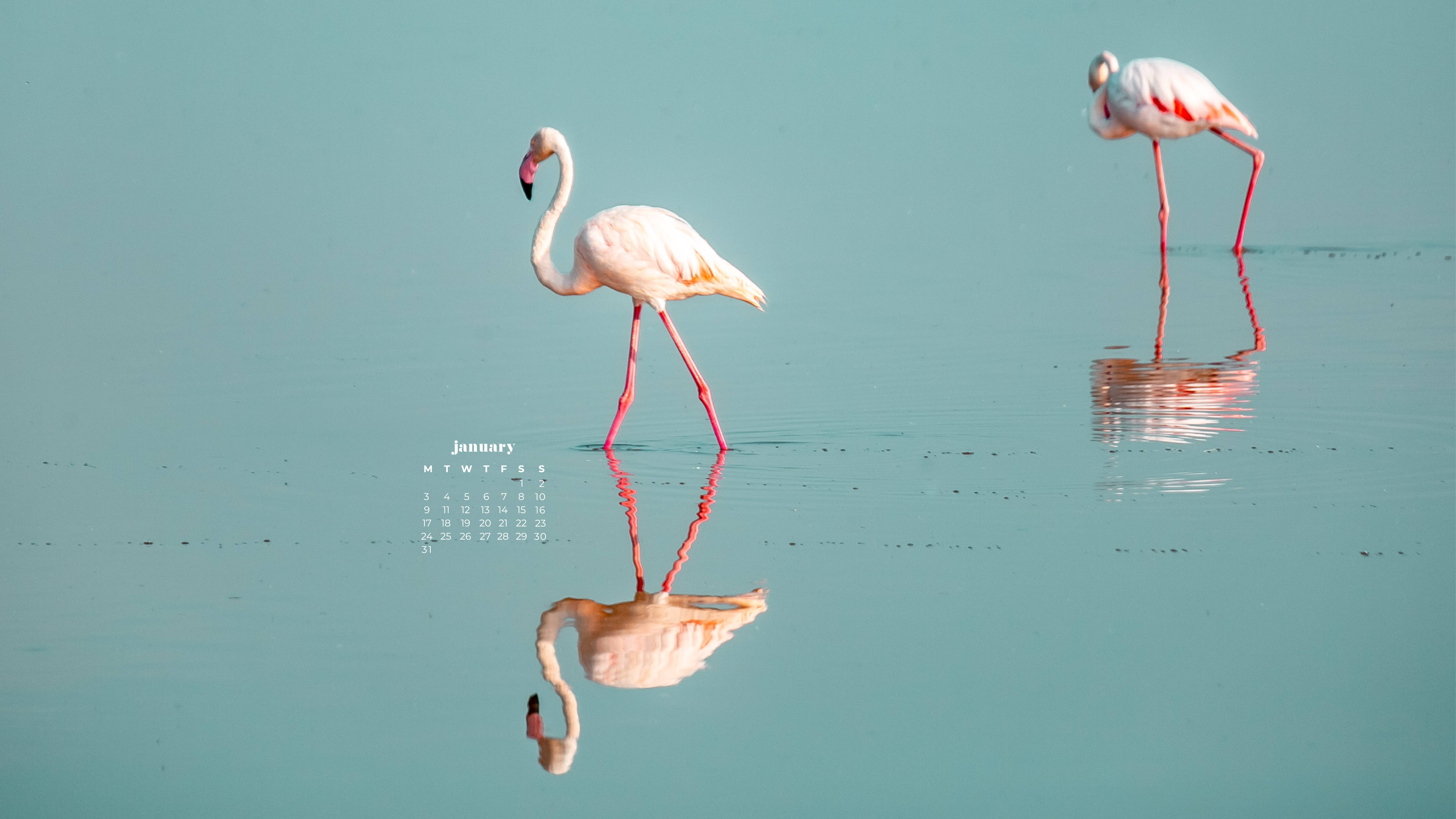 January 2022 Calendar, flamingos, turquoise water, 5K Desktop Wallpaper