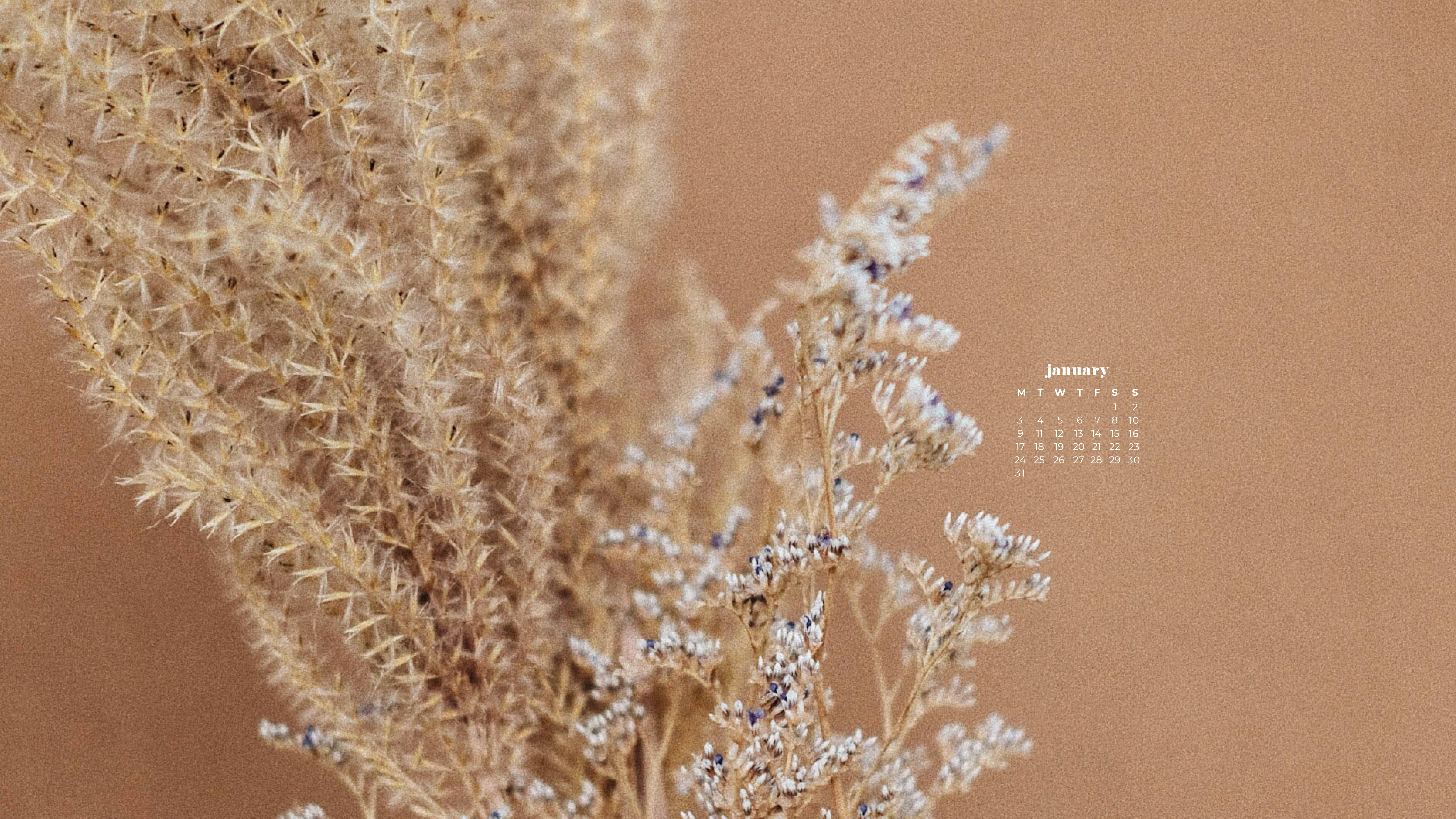 small flower buds, January 2022 calendar, beige dried grasses, 5K Desktop Wallpaper