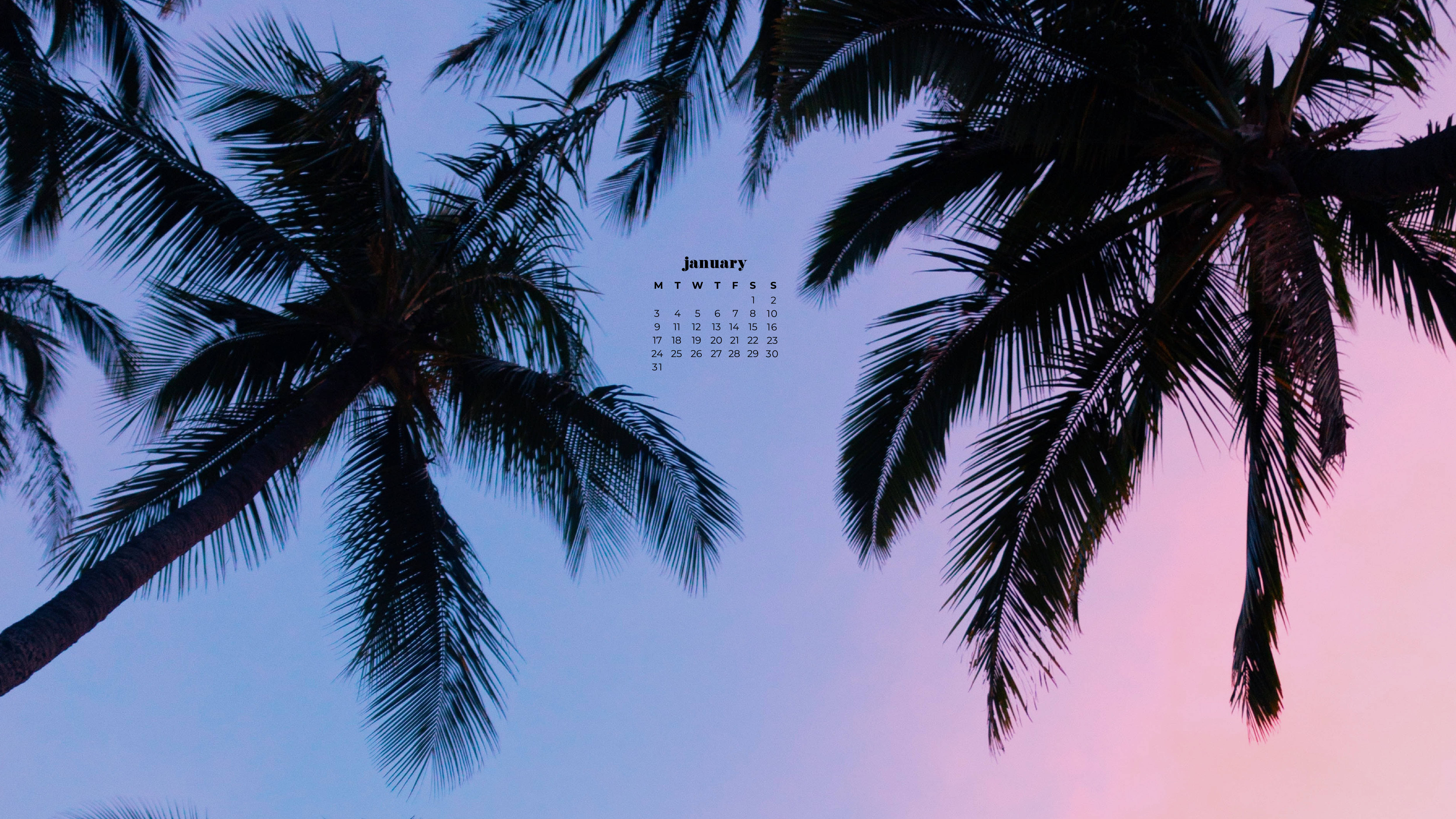 palm fronds, twilight sky, blue and pink hues, 5K Desktop Wallpaper