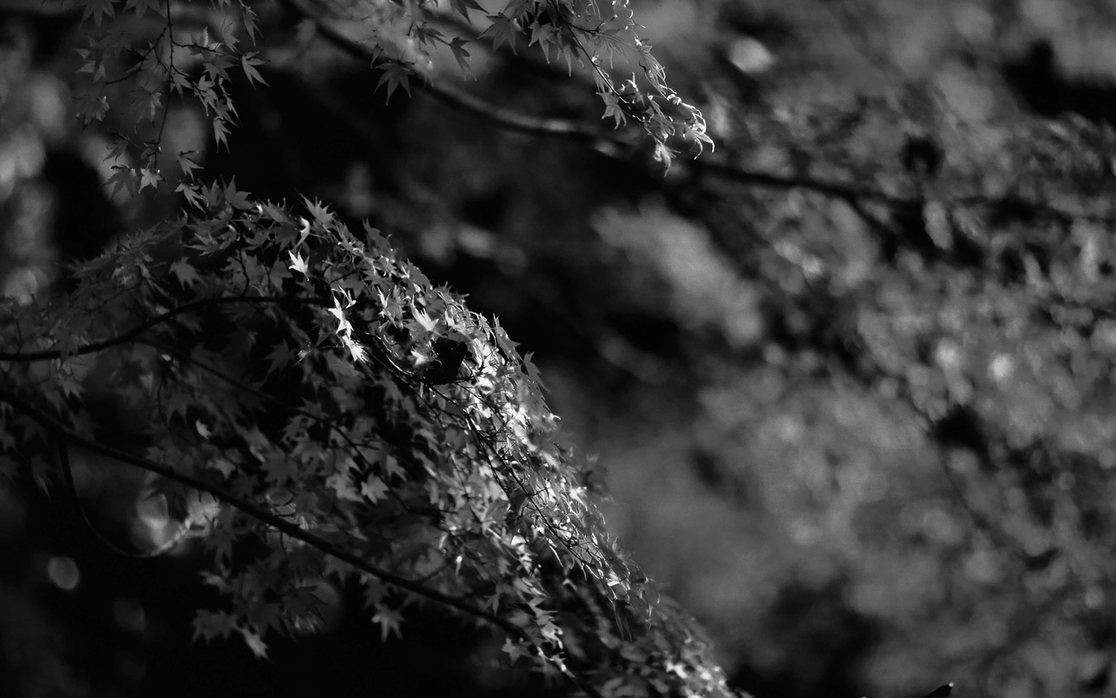 Japan, Winter Dusk, maple leaves, 4K Desktop Wallpaper