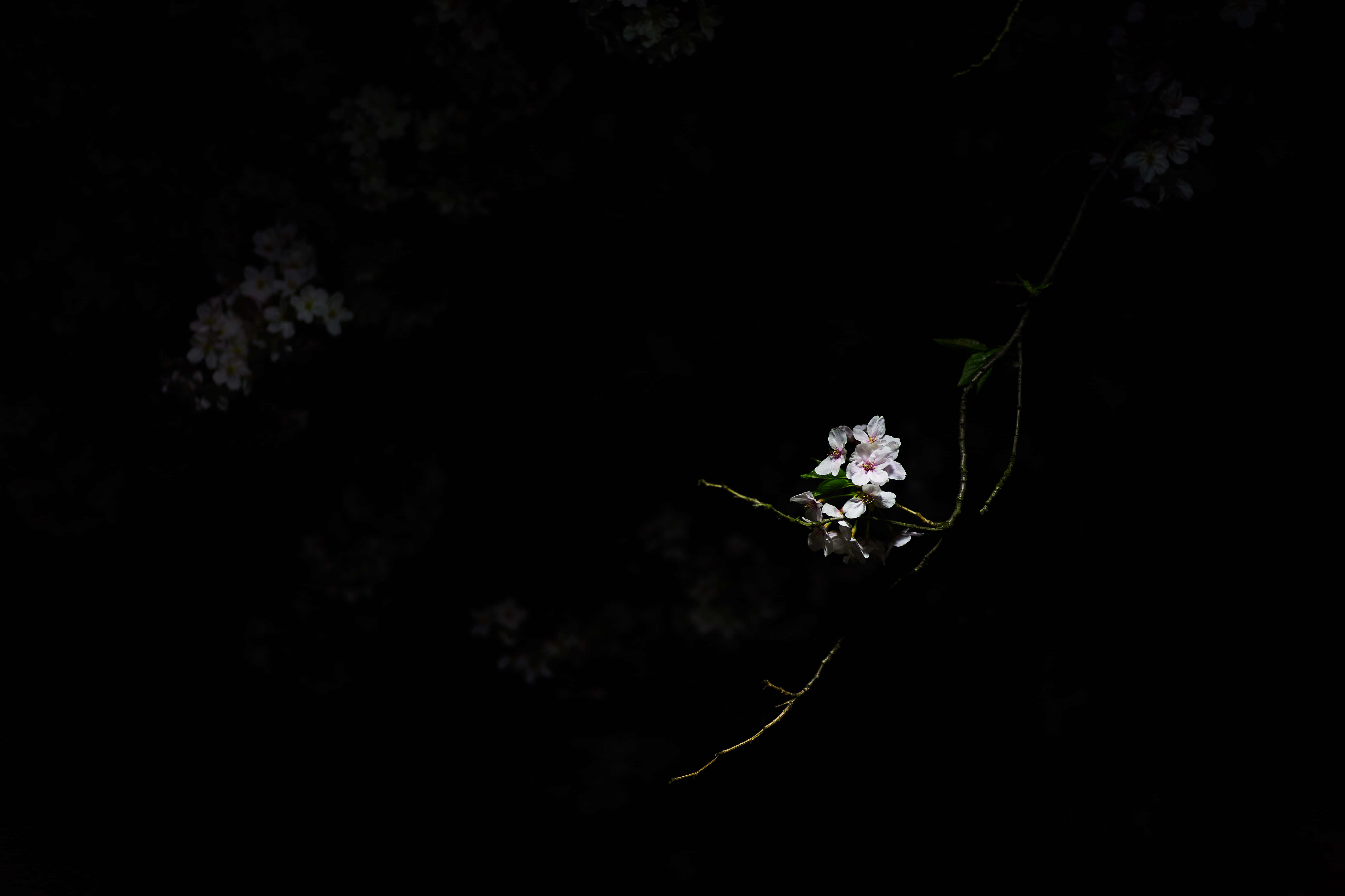 cherry blossoms, pitch-black night sky, delicate petals, 5K Desktop Wallpaper