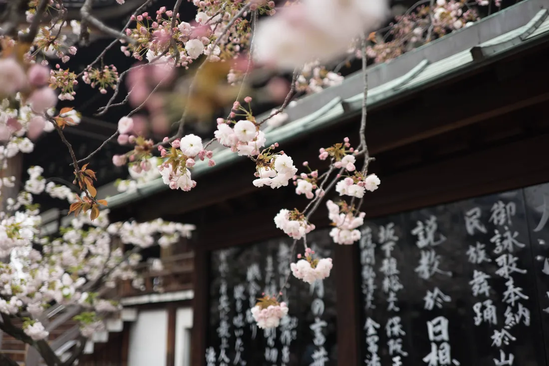 Japan Cherry Blossom