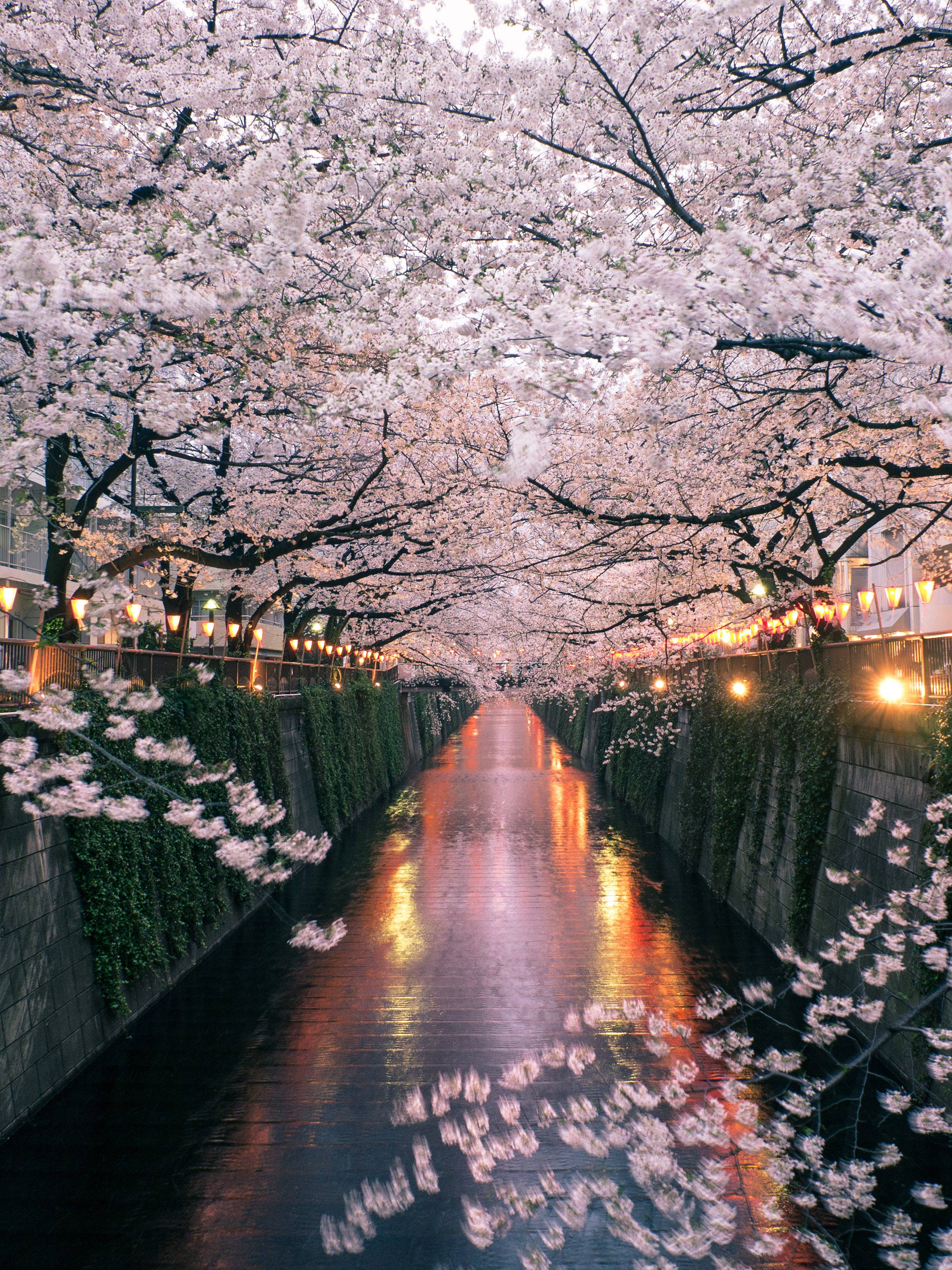 Japan Cherry Blossom, canal, dusk, 2K Phone Wallpaper
