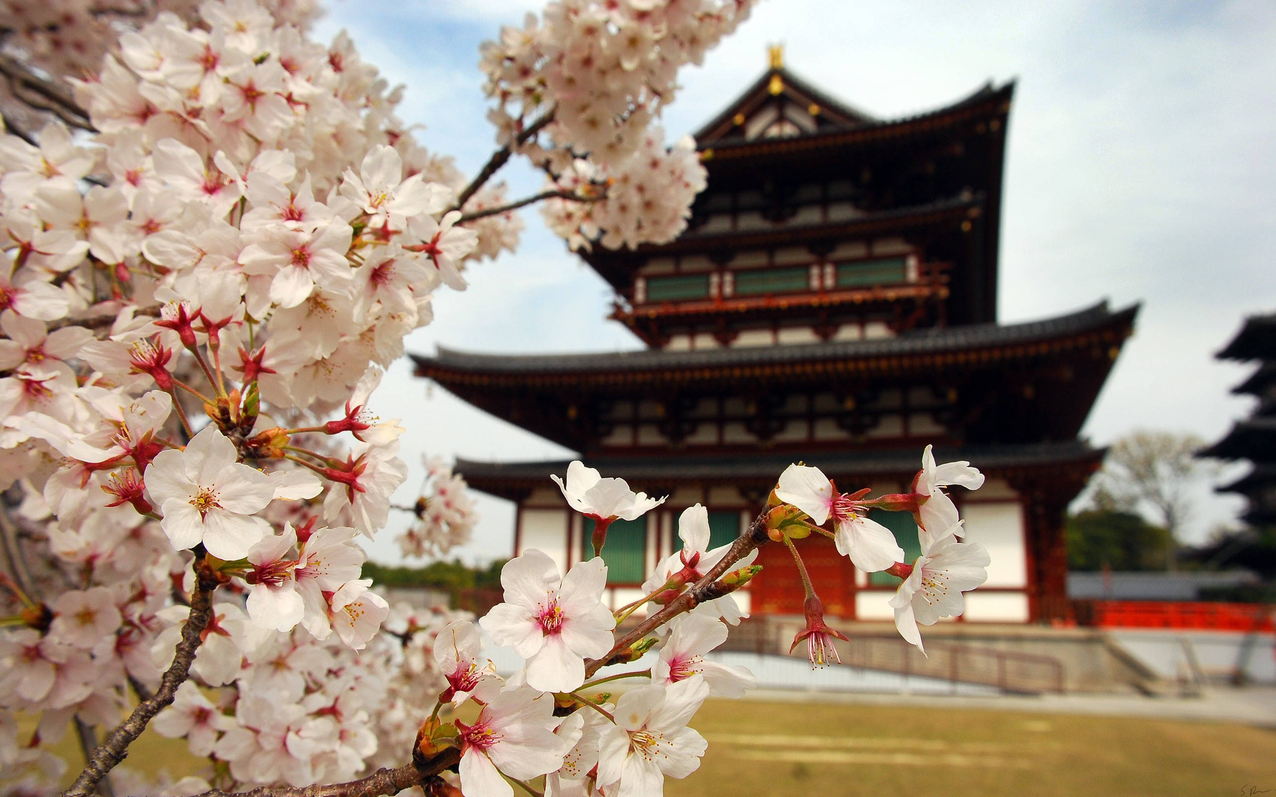 Japan Cherry Blossom, cherry blossoms, traditional Japanese temple, 2K Desktop Wallpaper