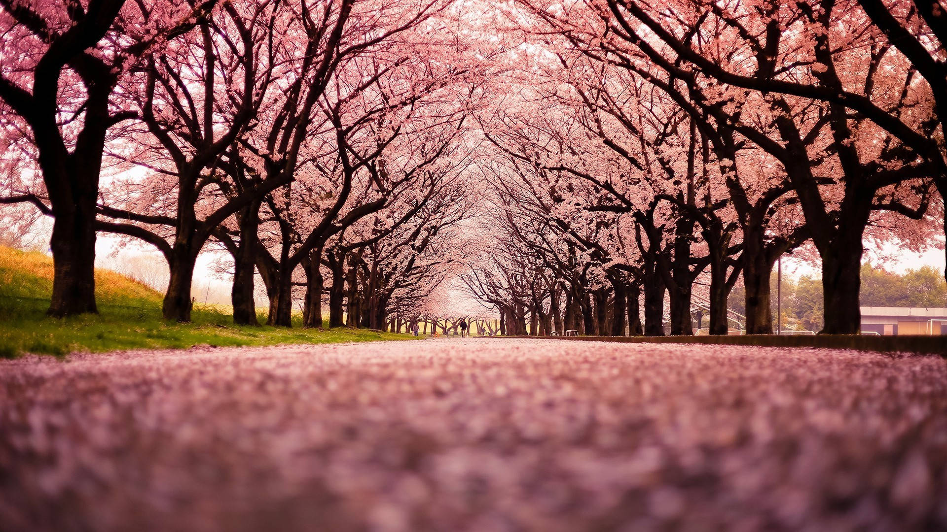 Japan Cherry Blossom, cherry trees, pink blossoms, Full HD Desktop Wallpaper
