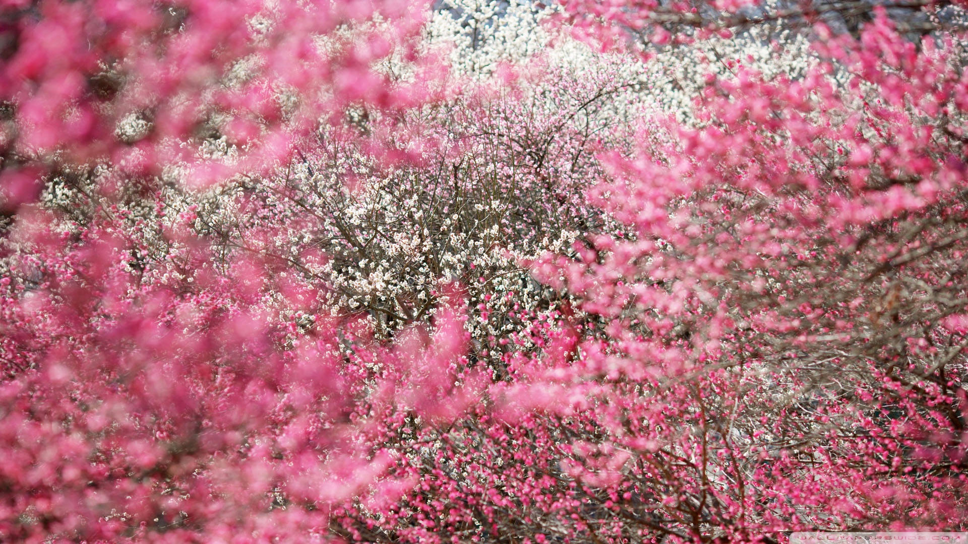 Japan Cherry Blossom, pink and white blossoms, floral canopy, Full HD Desktop Wallpaper
