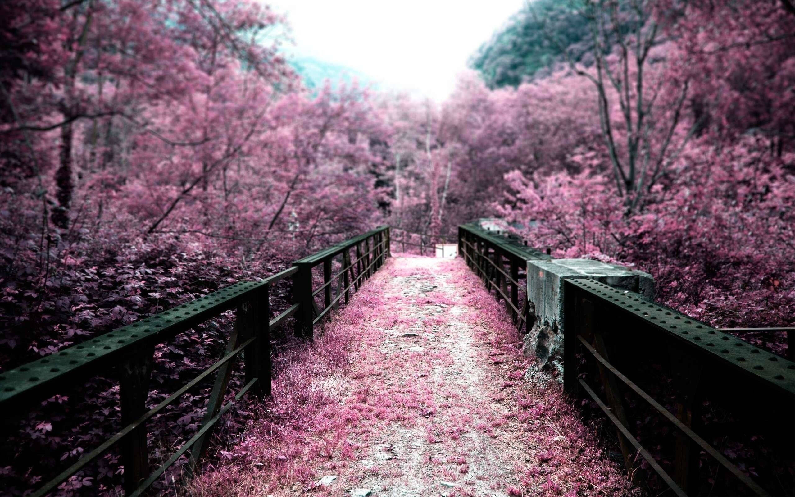 Japan Cherry Blossom, wooden bridge, vibrant pink trees, 2K Desktop Wallpaper