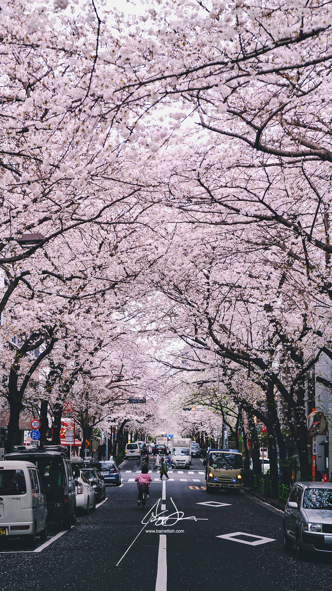Japan Cherry Blossom, cherry blossom trees, pink canopy, Full HD Phone Wallpaper