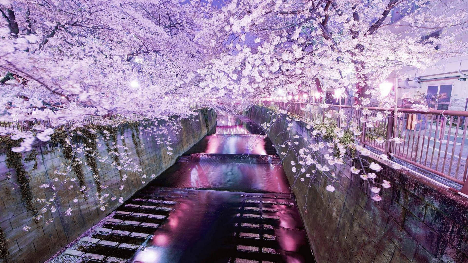 Japan Cherry Blossom, night canal, blooming cherry blossoms, Full HD Desktop Wallpaper