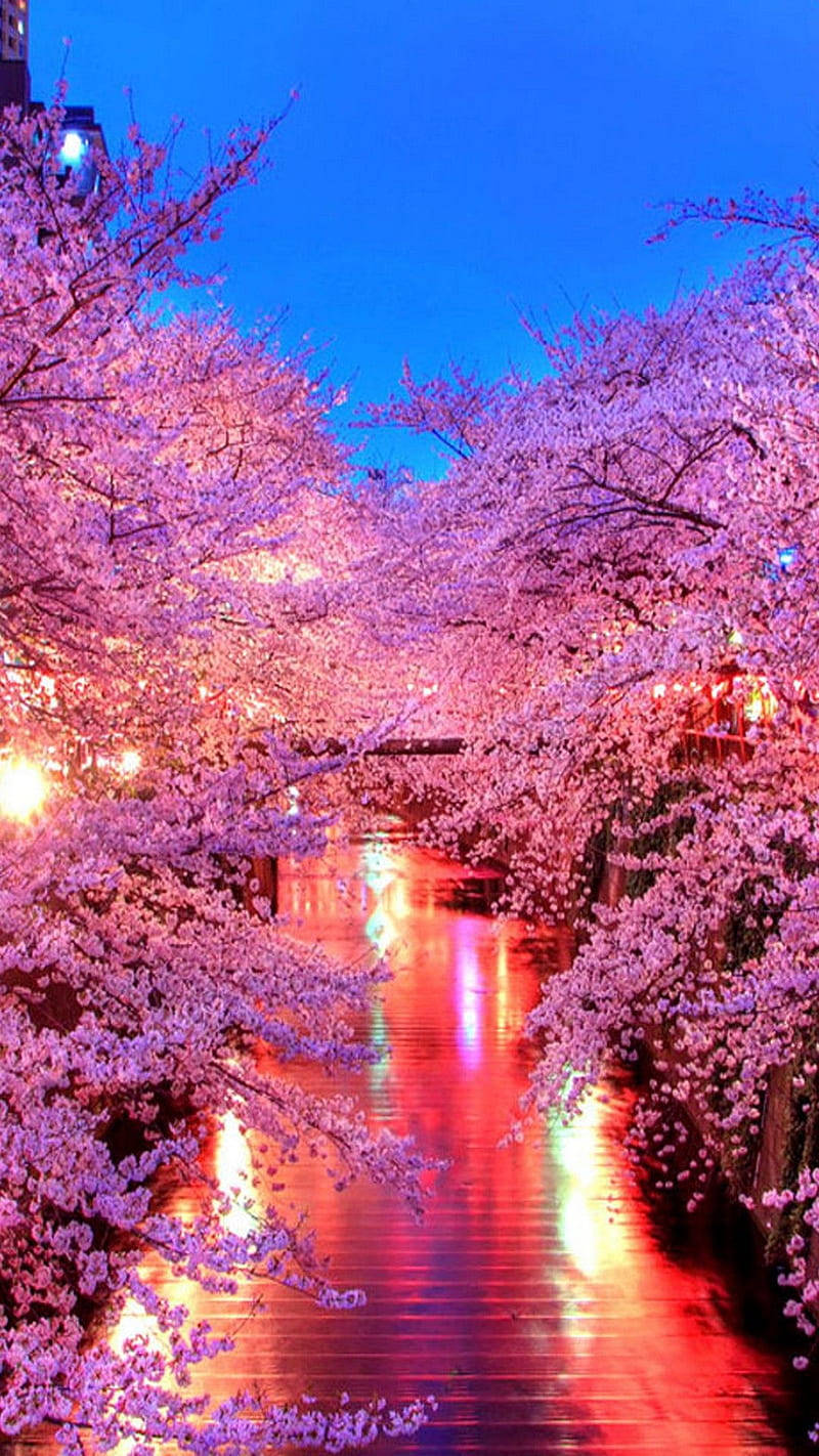 Japan Cherry Blossom, twilight, pink cherry blossoms, HD Phone Wallpaper