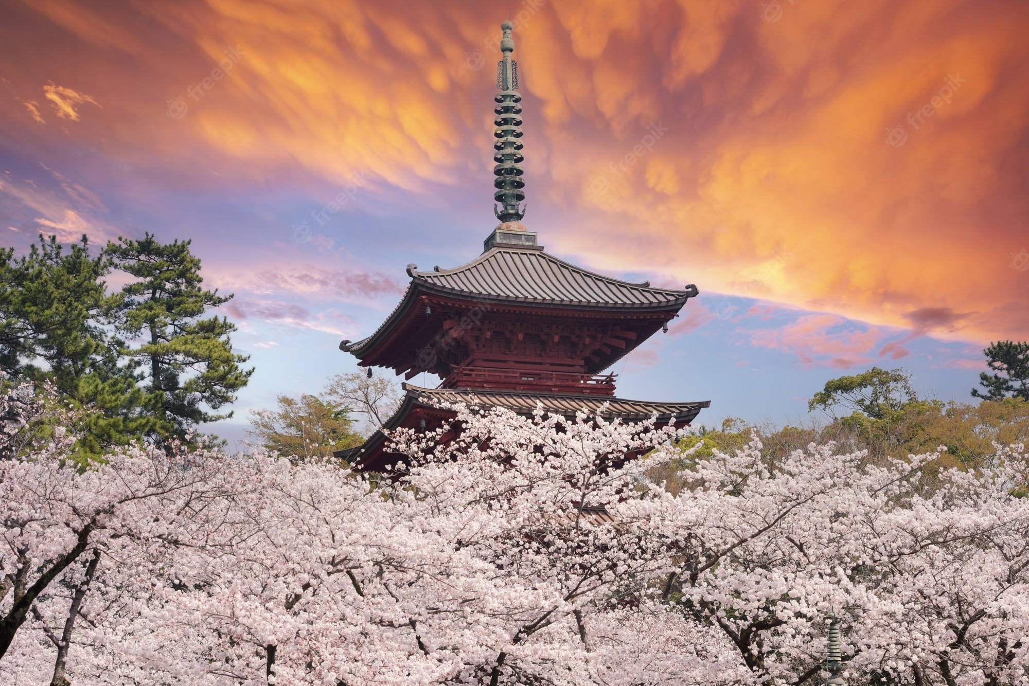 Japan Cherry Blossom, traditional Japanese pagoda, blooming cherry blossoms, Full HD Desktop Wallpaper