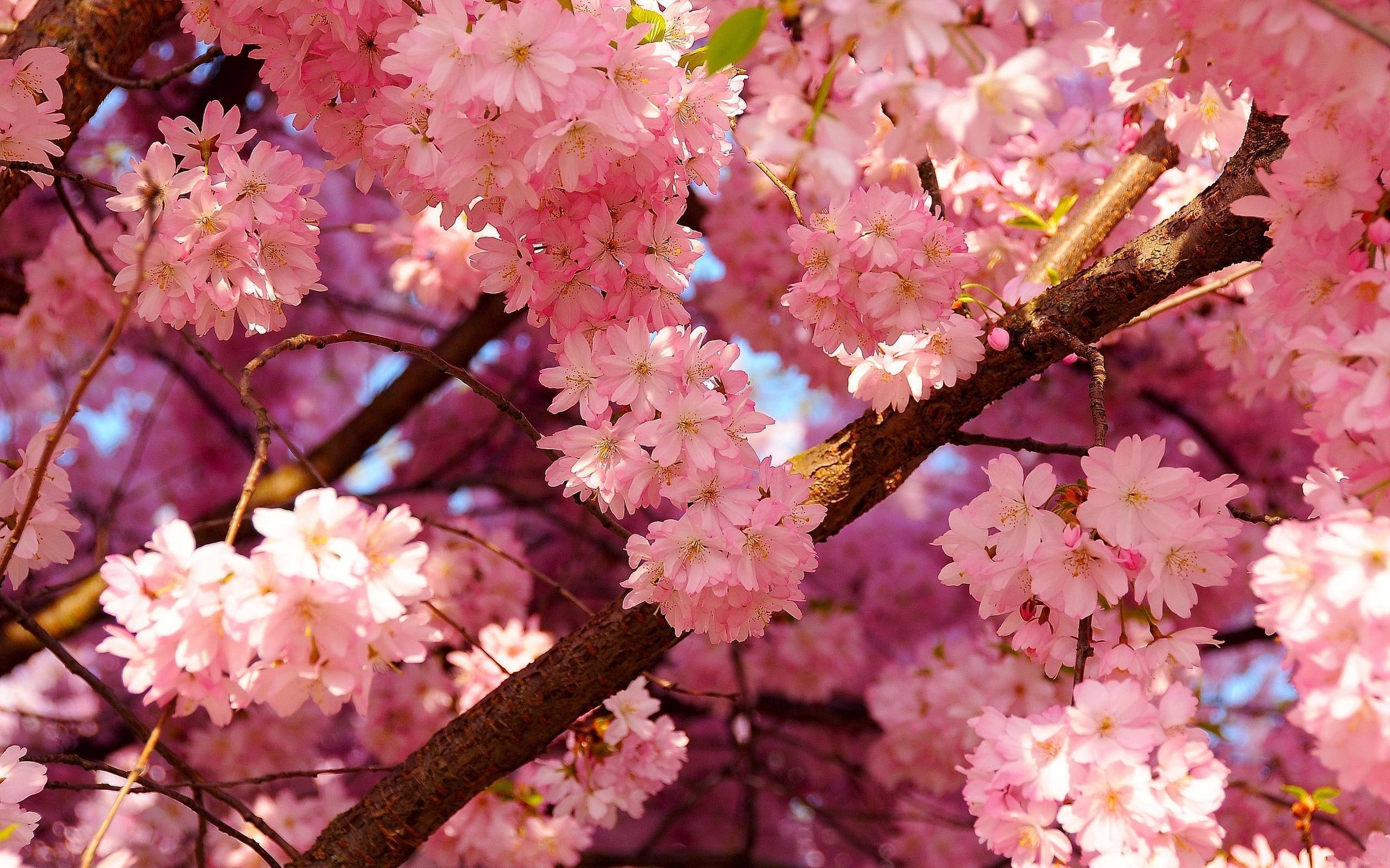 Japan Cherry Blossom, pink cherry blossoms, dark branches, 2K Desktop Wallpaper