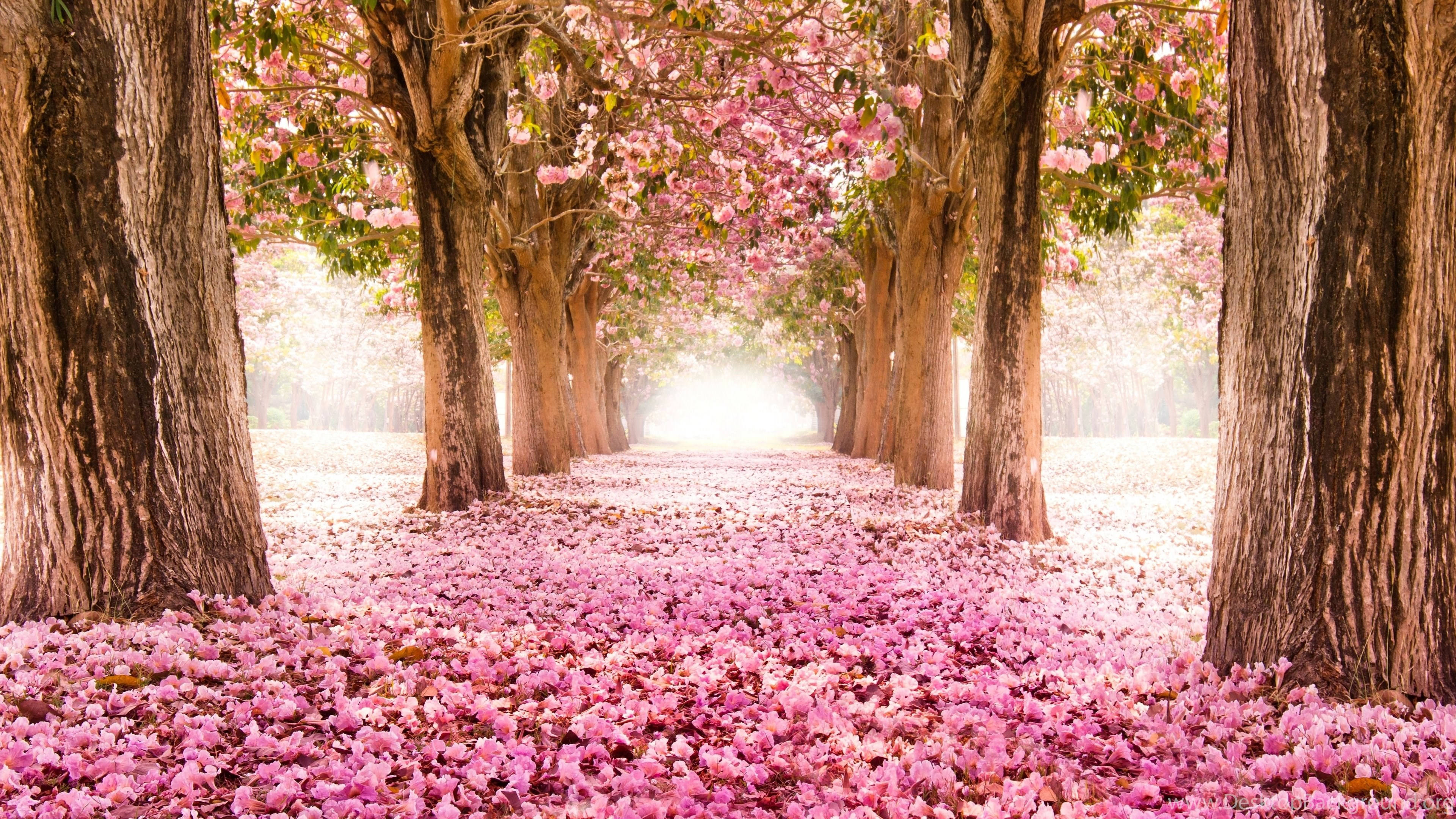 Japan Cherry Blossom, cherry trees, pink petals, 4K Desktop Wallpaper