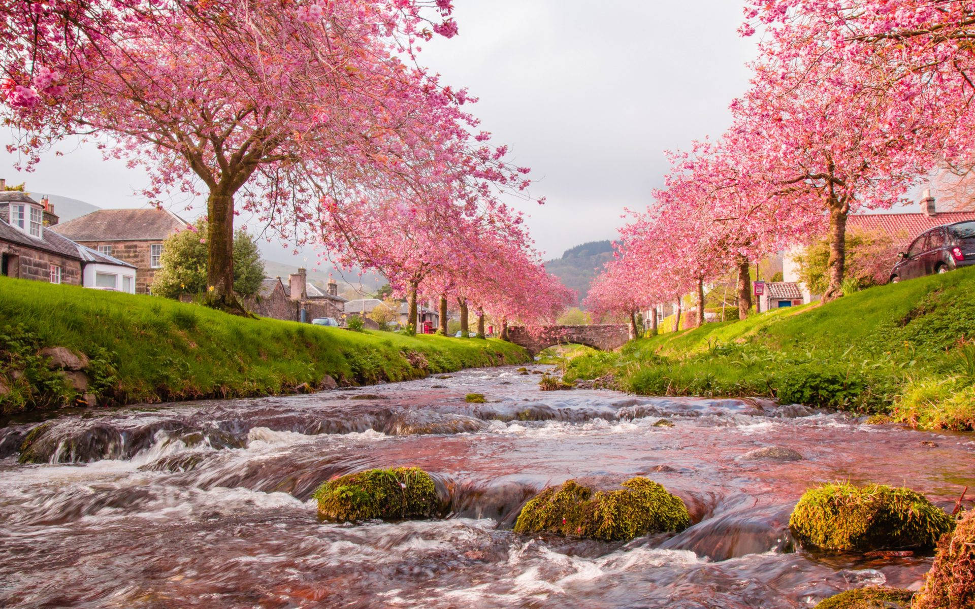 Japan Cherry Blossom, pink cherry blossoms, village stream, Full HD Desktop Wallpaper