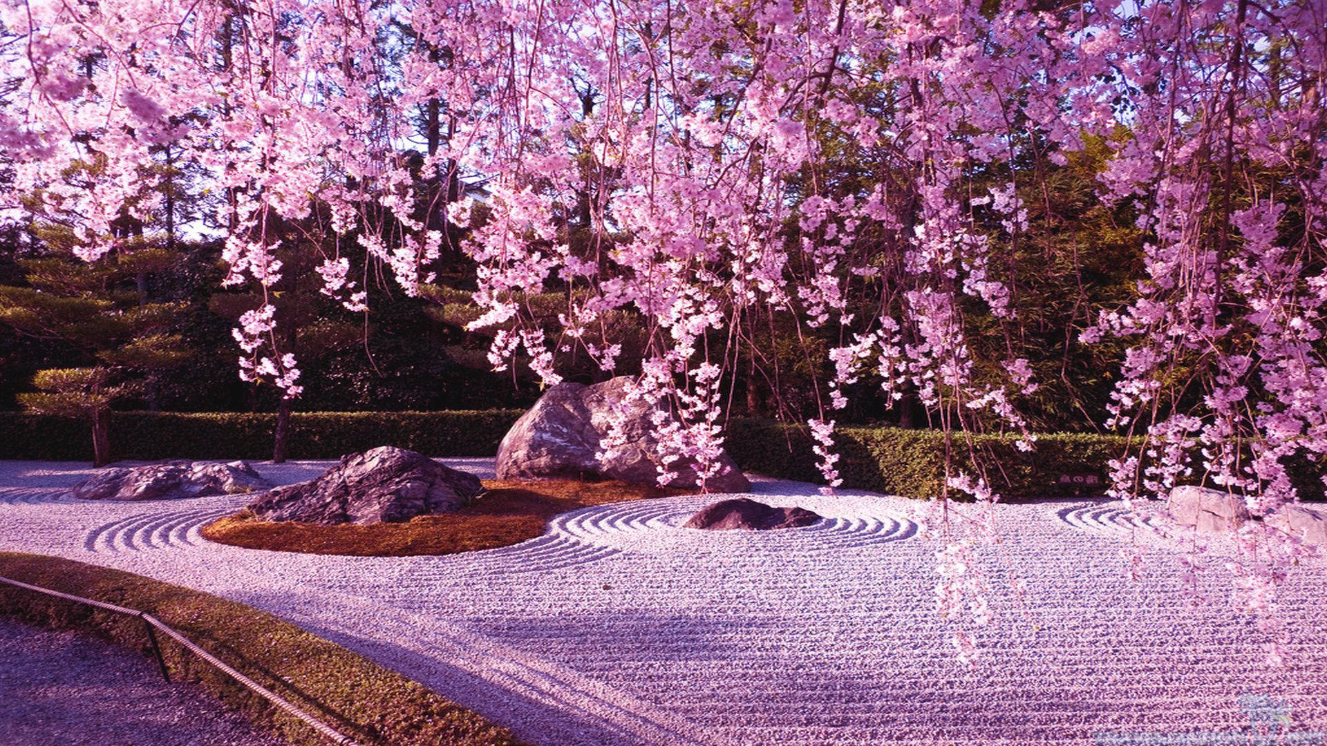 Japan Cherry Blossom, pink cherry blossoms, zen garden, Full HD Desktop Wallpaper