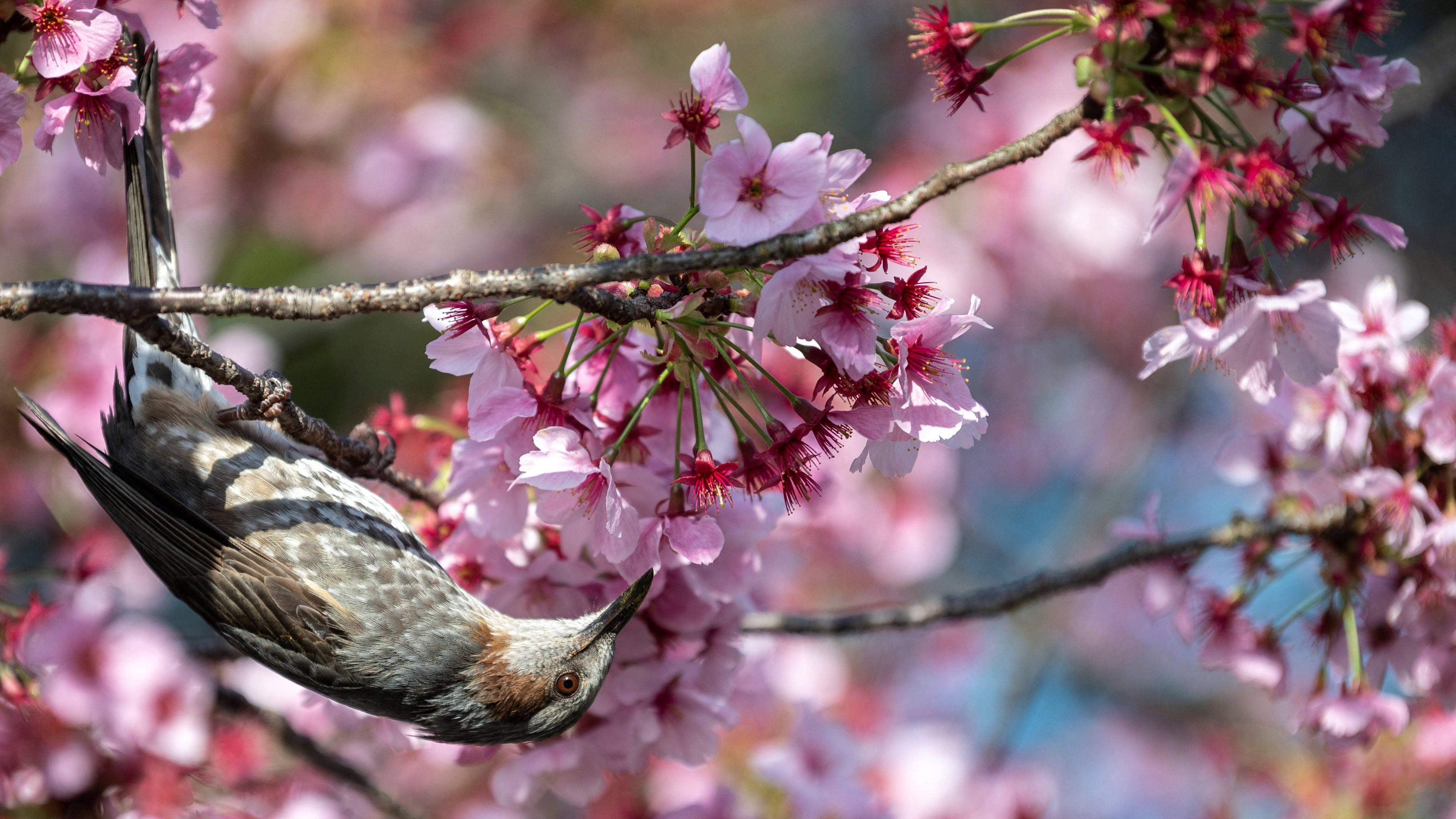 Japan Cherry Blossom, brown bulbul bird, cherry blossom branch, 4K Desktop Wallpaper
