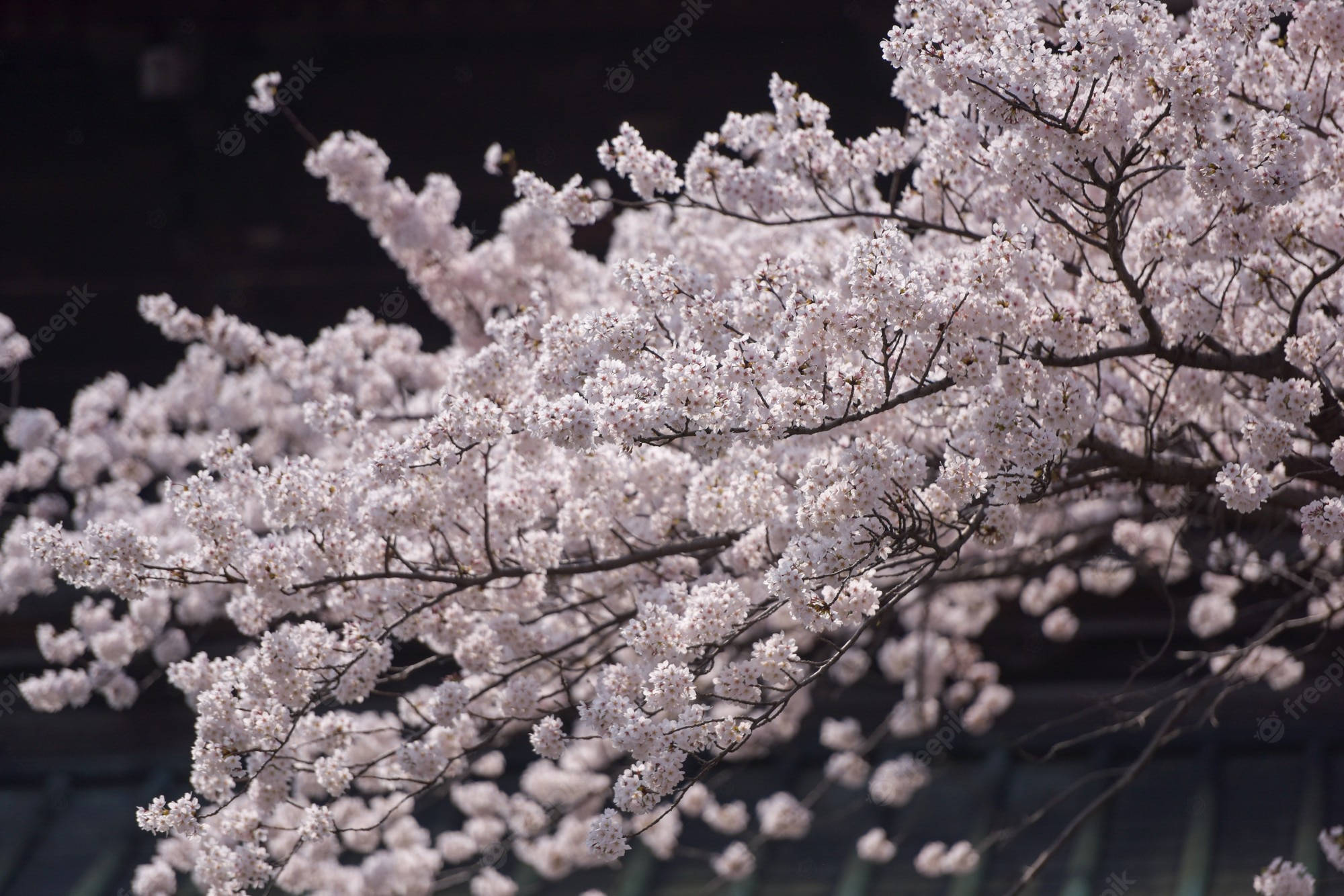 Japan Cherry Blossom, white cherry blossoms, dark branches, Full HD Desktop Wallpaper
