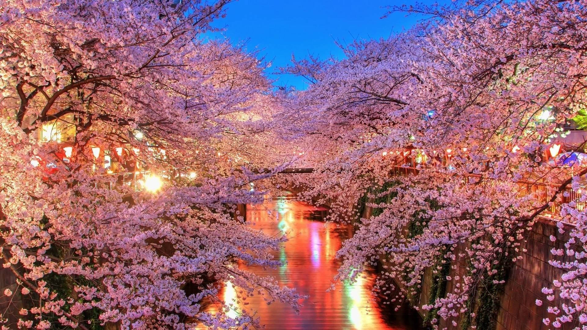 Japan Cherry Blossom, pink cherry blossoms, glowing river, Full HD Desktop Wallpaper