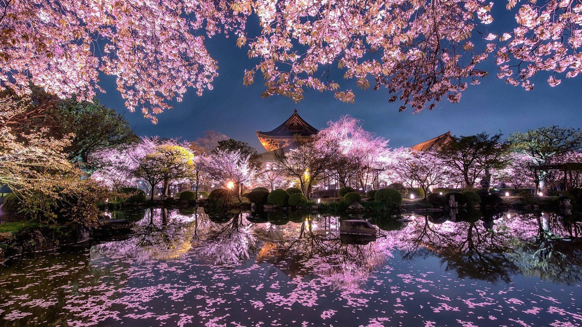 Japan Cherry Blossom, pink cherry blossoms, traditional Japanese pavilion, Full HD Desktop Wallpaper