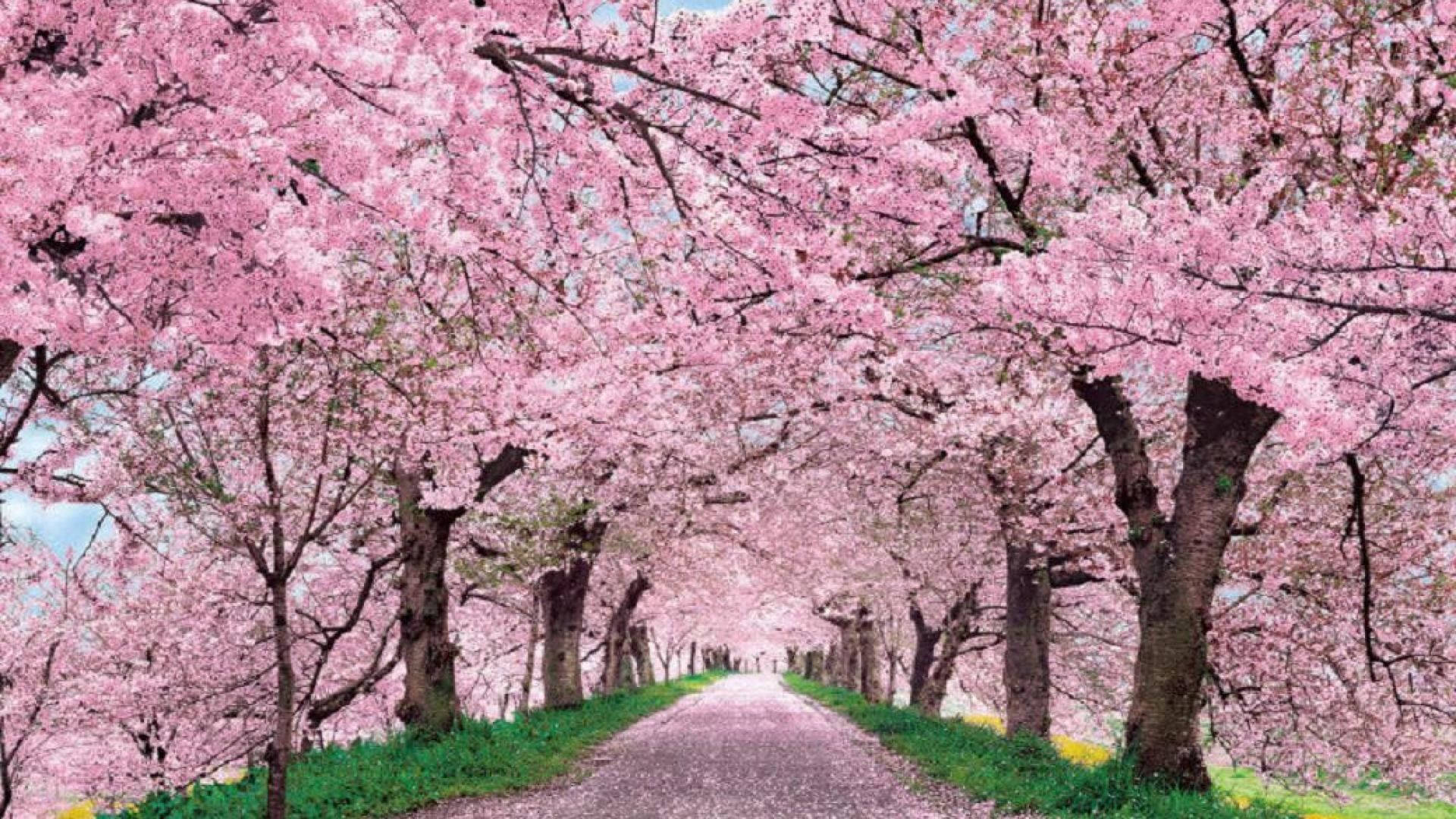 Japan Cherry Blossom, winding path, vibrant pink cherry blossom trees, Full HD Desktop Wallpaper