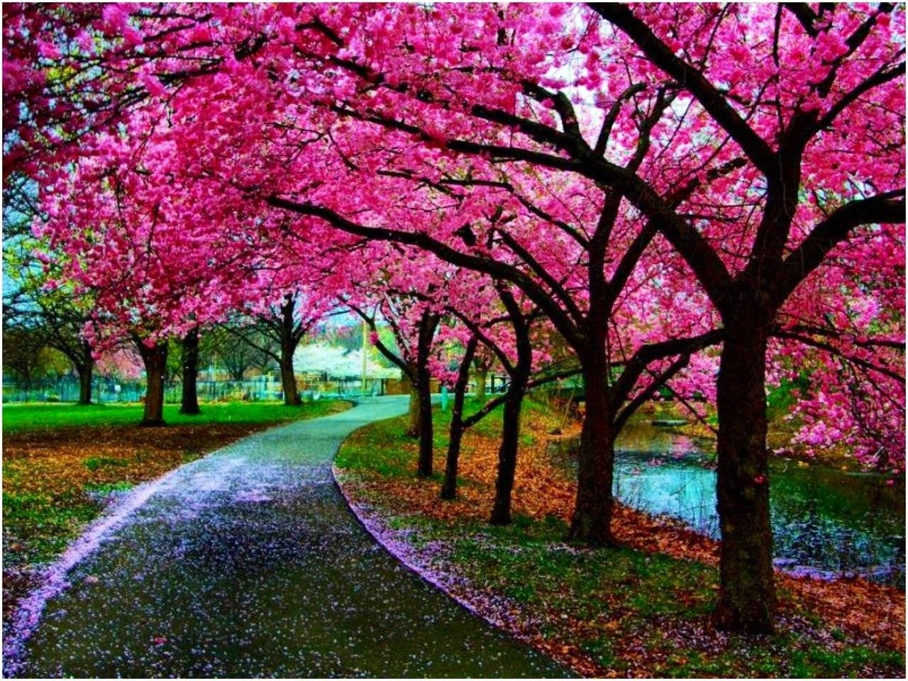 Japan Cherry Blossom, winding path, canopy of vibrant pink cherry blossoms, HD Desktop Wallpaper
