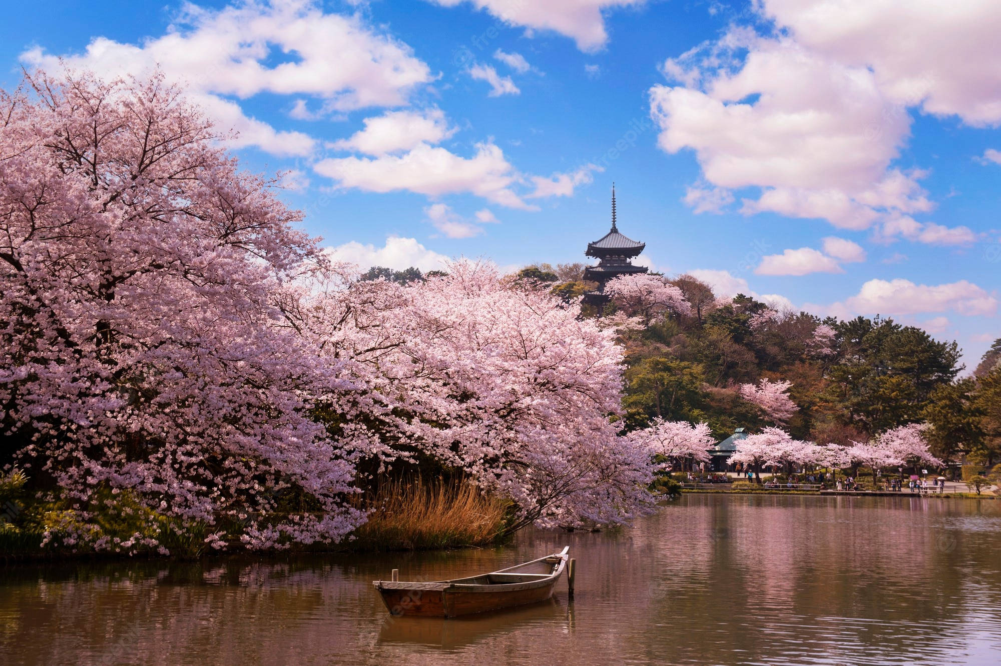 Japan Cherry Blossom, pink cherry blossoms, tranquil lake, Full HD Desktop Wallpaper