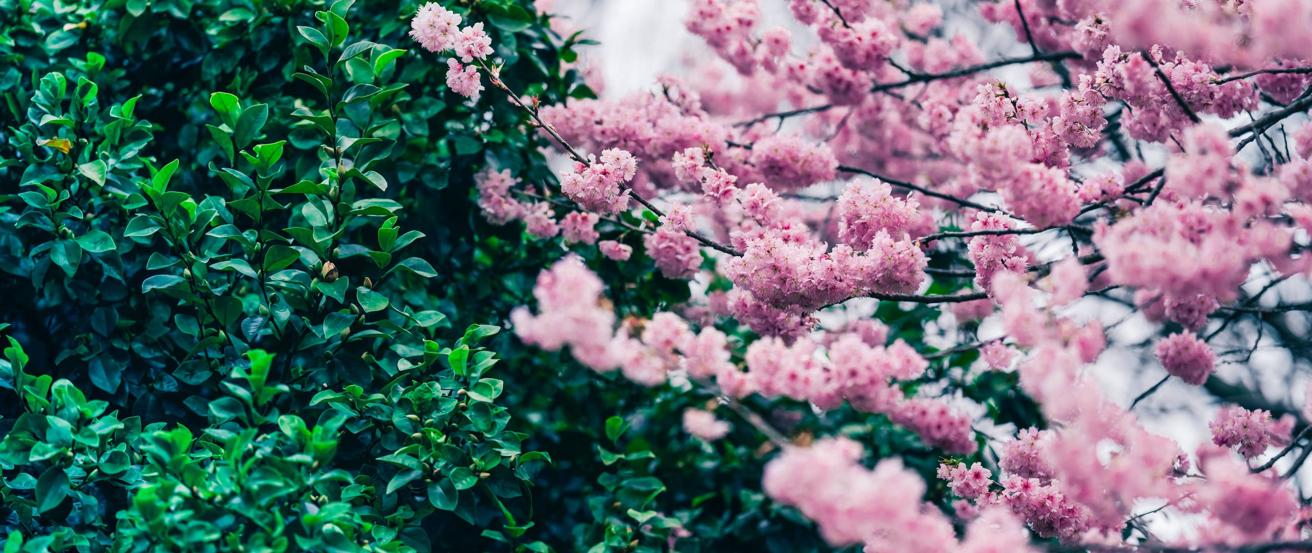 Japan Cherry Blossom, pink cherry blossoms, lush green foliage, 2K Desktop Wallpaper